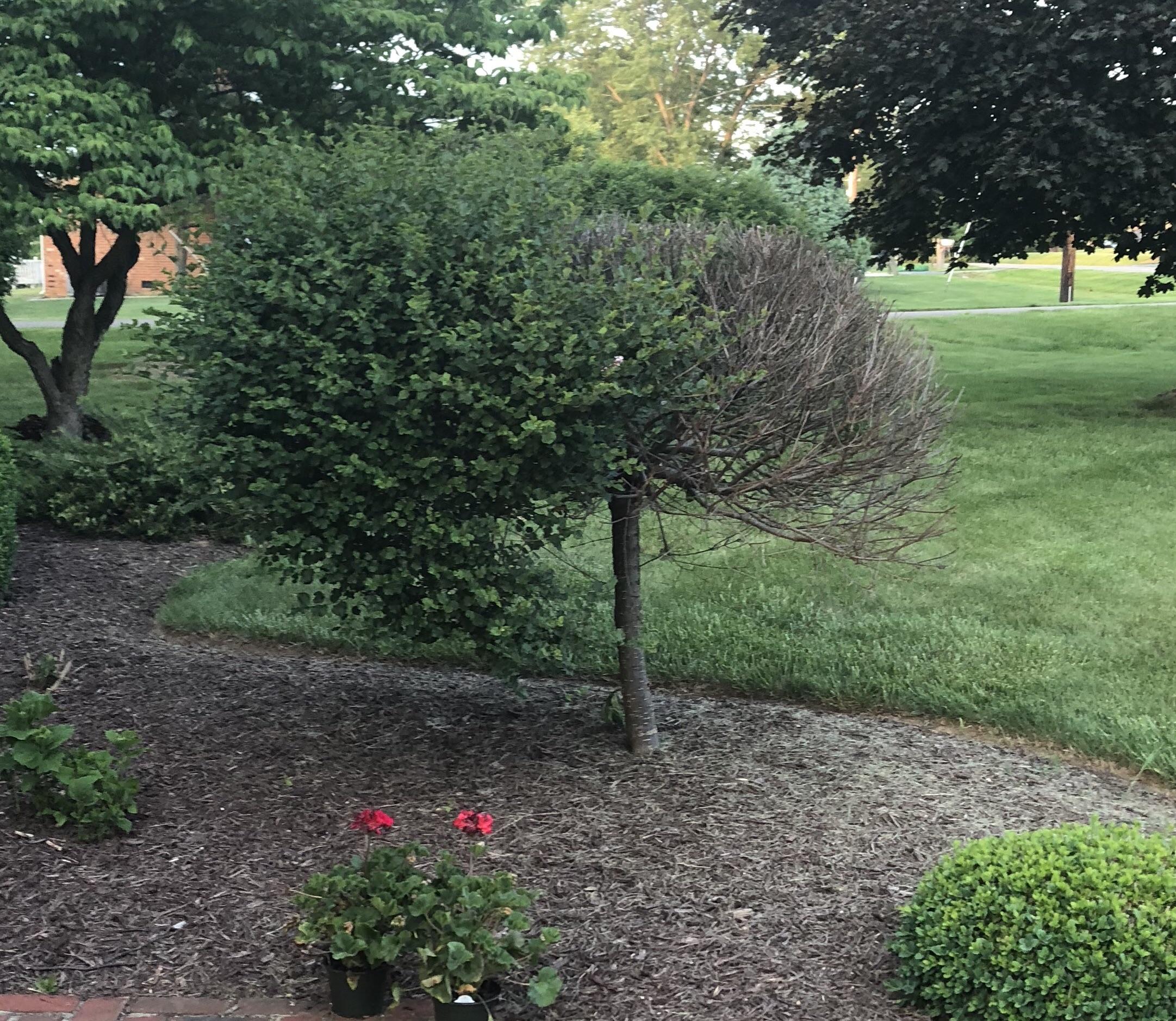 A tree that is actually one half dead and one half alive. r