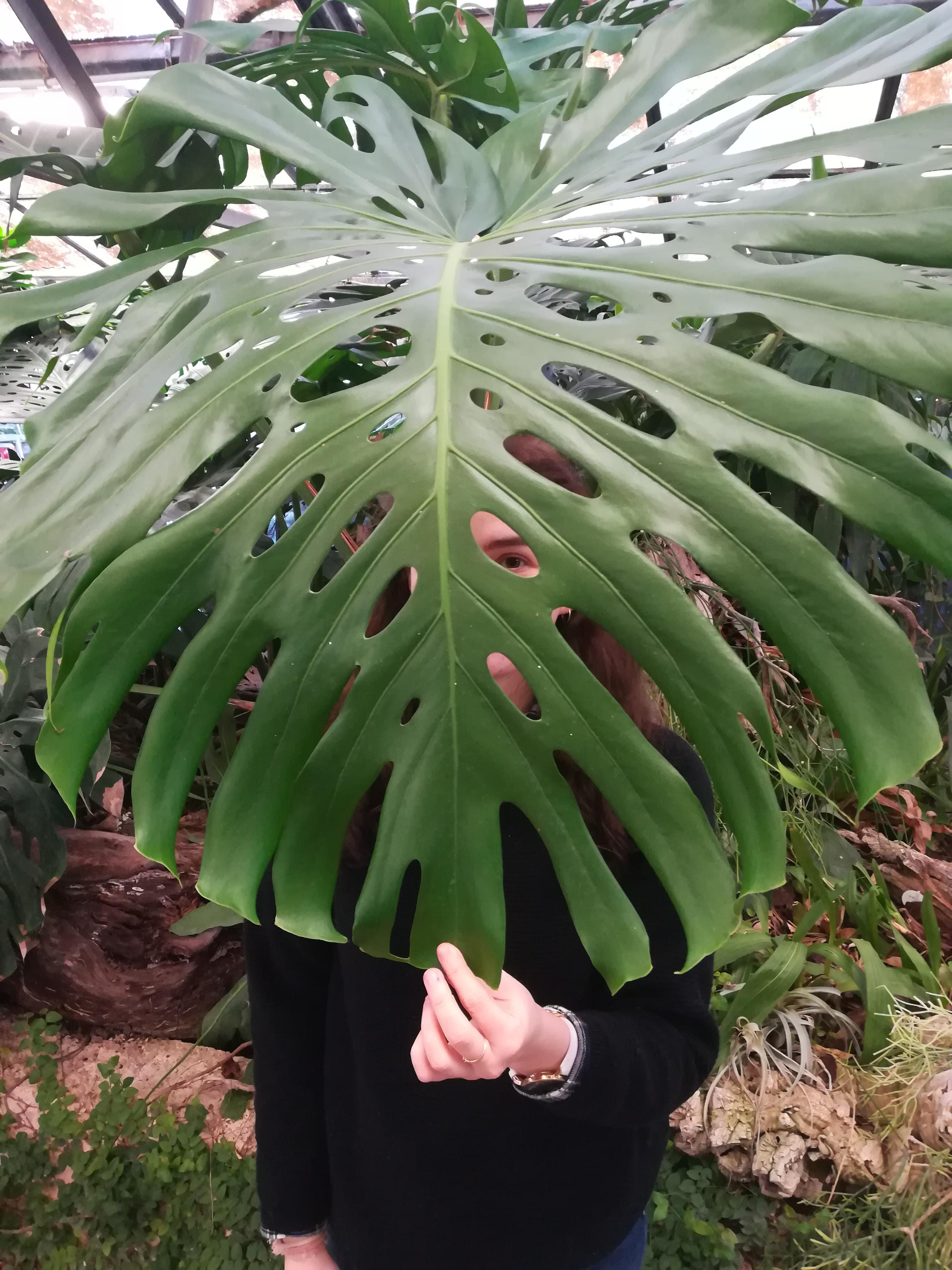 The biggest monstera leaf i had ever seen. (Local plant shop/greenhouse
