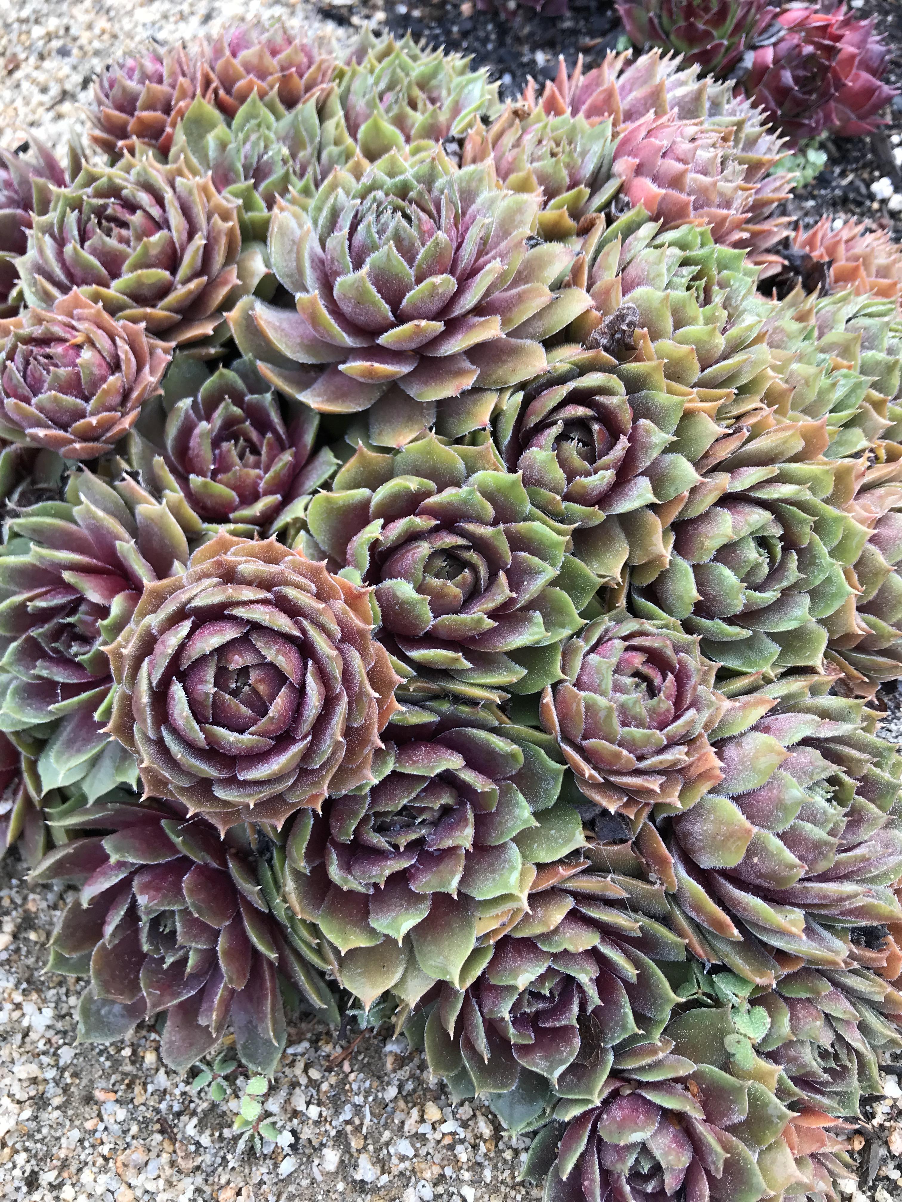 Winter chicks and hens r/gardening