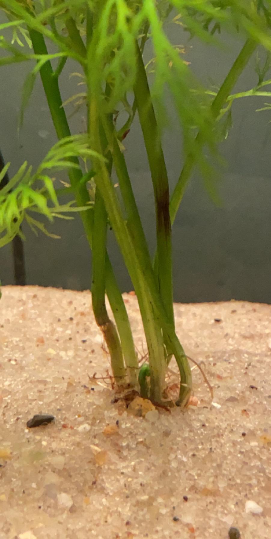 Water sprite rotting and breaking around stem base, plant dies