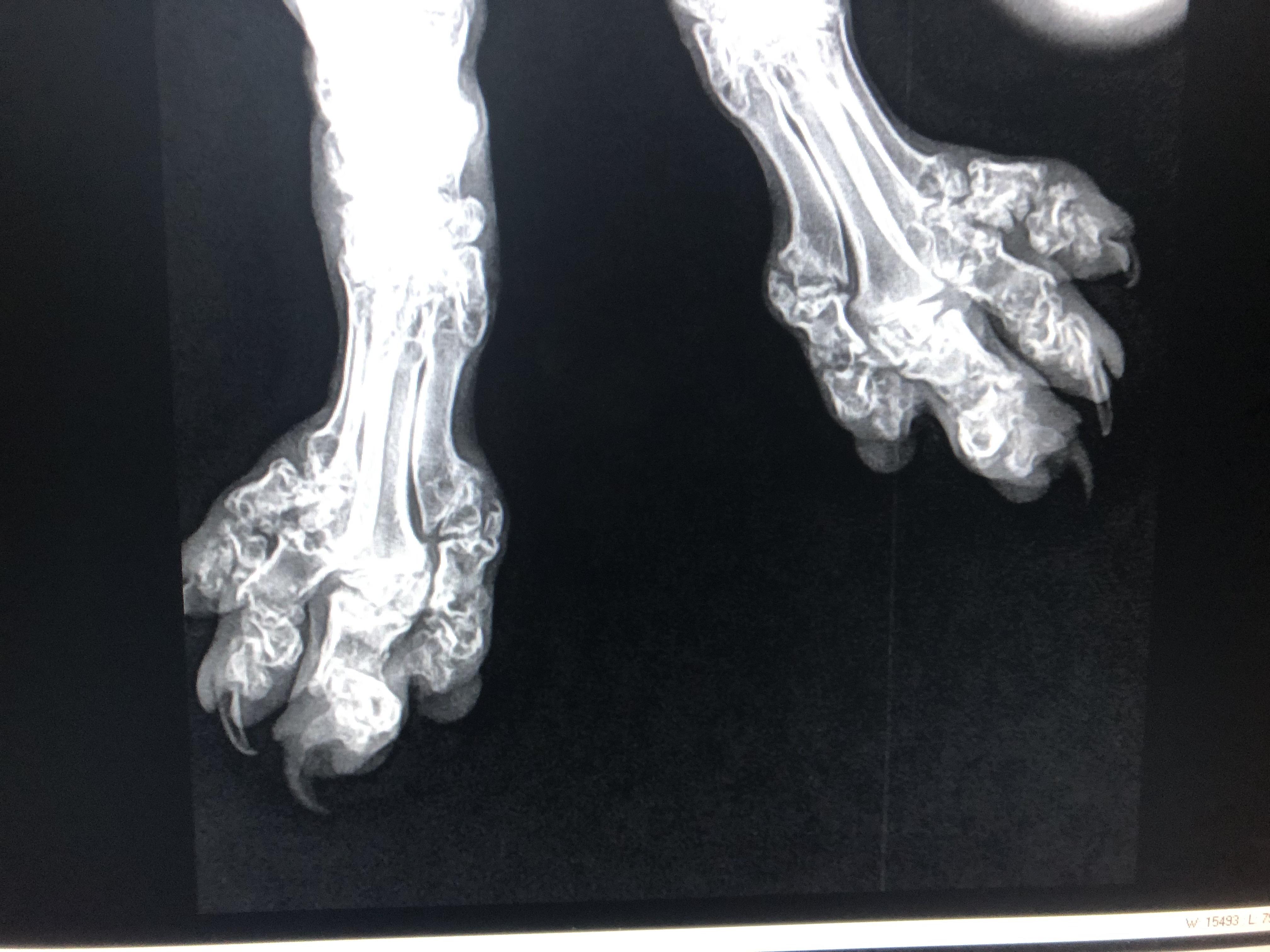 Poor kitty! 6m old Scottish Fold with osteochondro dysplasia all 4