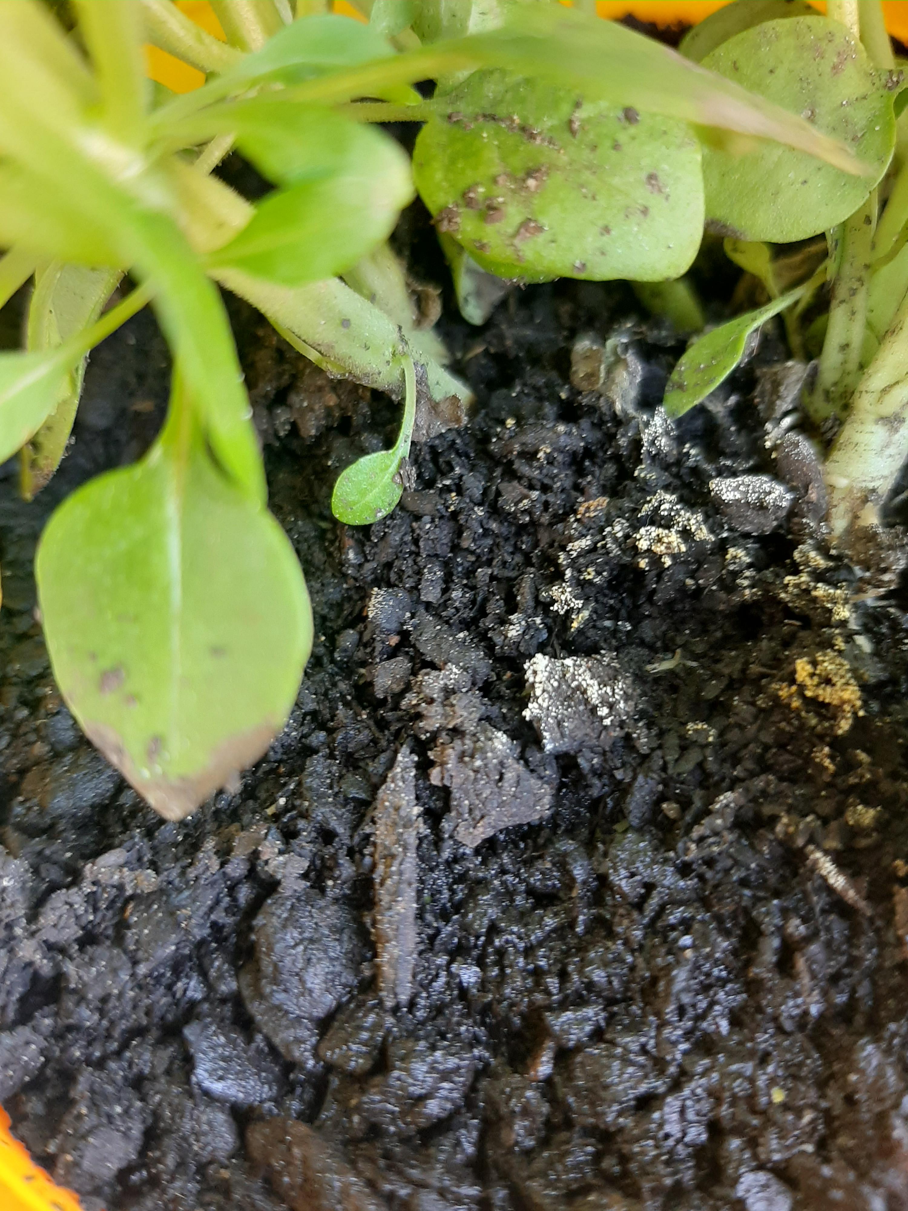 what are these white things in my basil soil? r/marijuanaenthusiasts