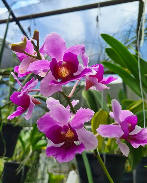 Singapore's national flower Vanda (Papilionanthe) Miss Joaquim. r