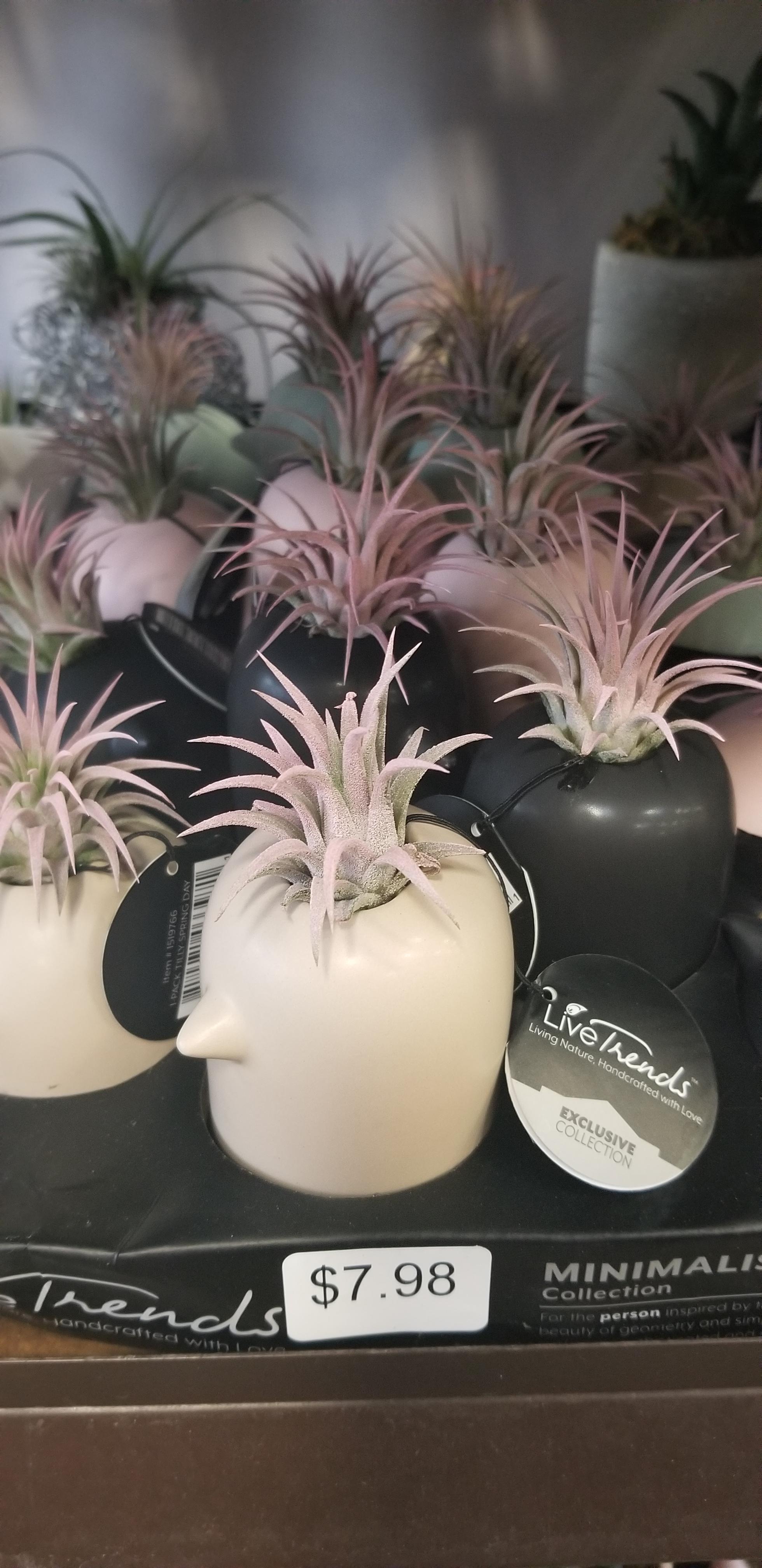 Air plants have a hard enough time surviving the average spontaneous