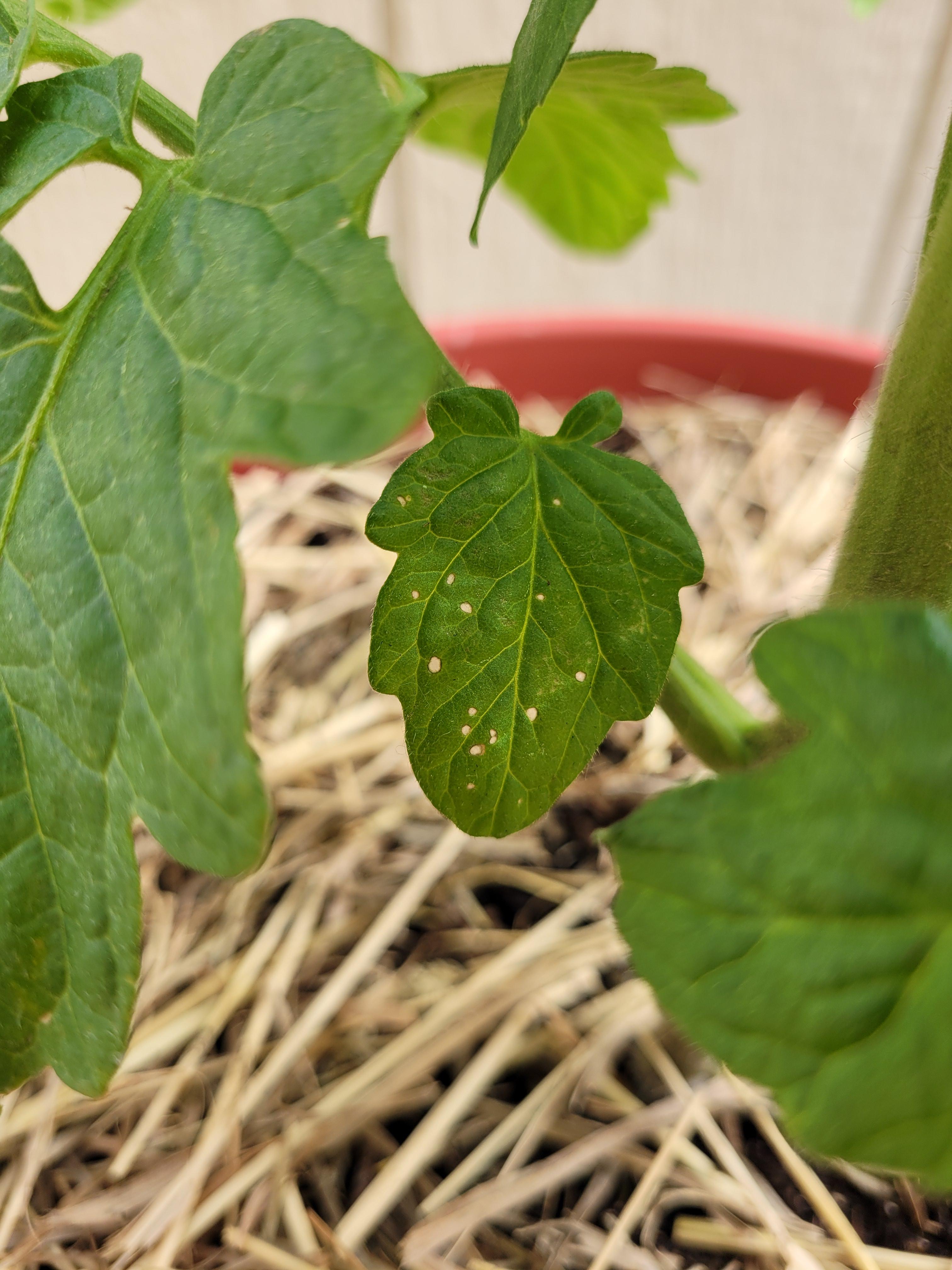 Small holes in tomatoes plant leaves? r/gardening