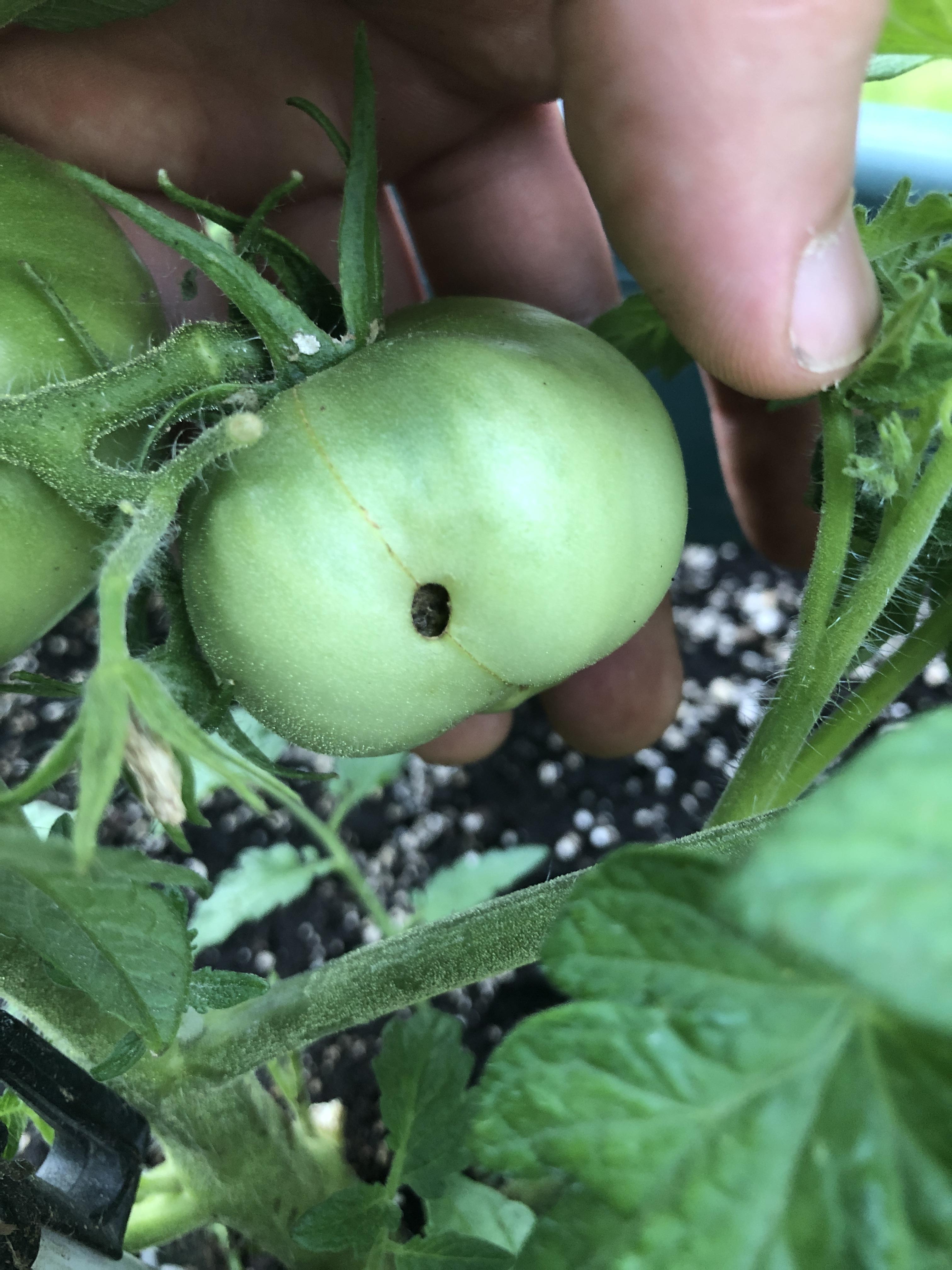 Can someone tell me what’s up here? Should I pull the tomato? r/gardening