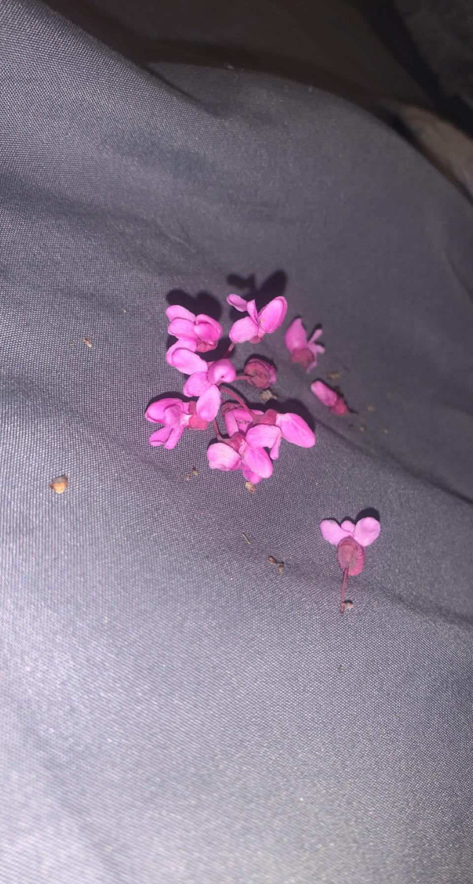 Can my bunny eat redbud tree flowers? r/Rabbits