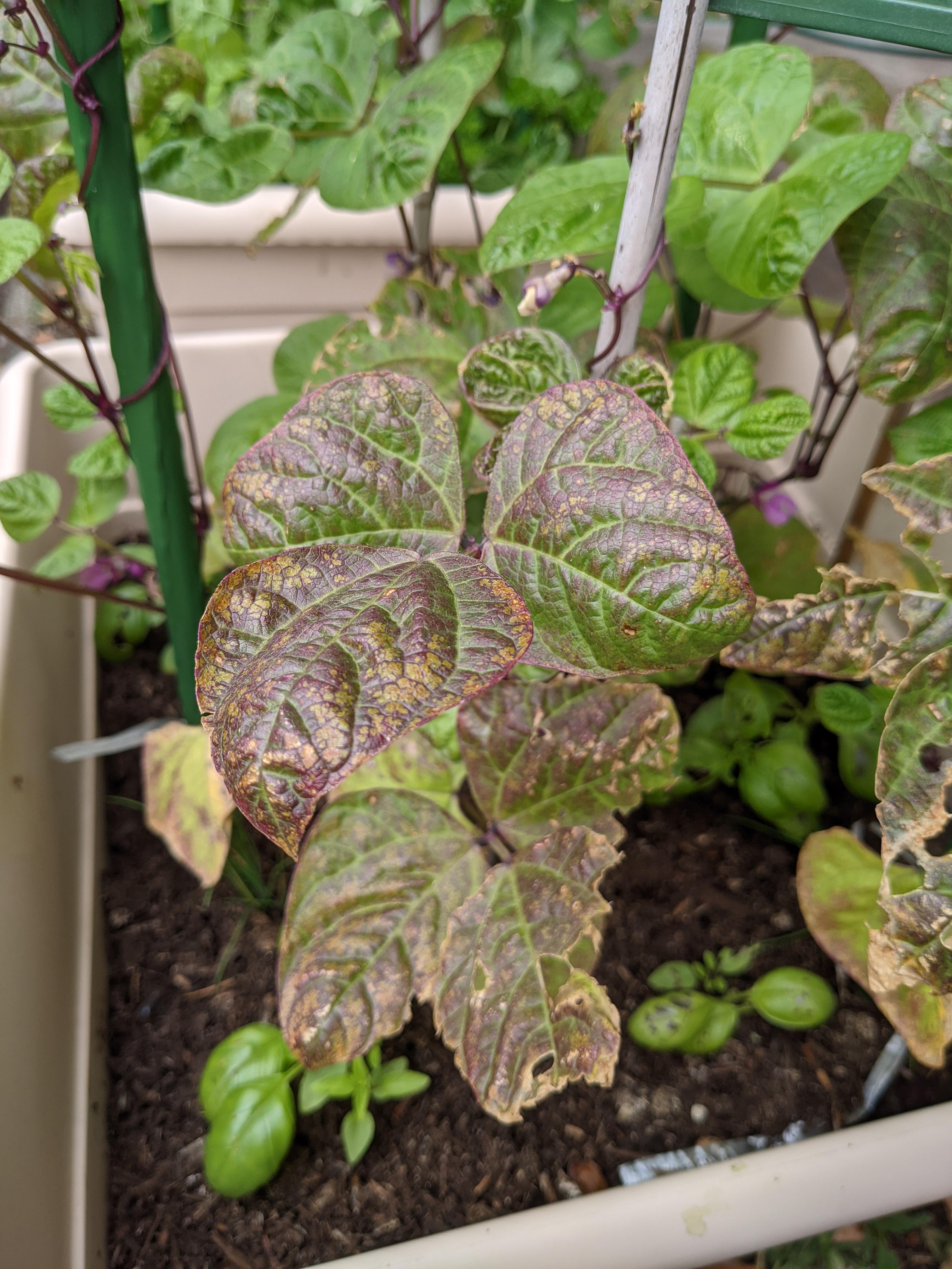 What is wrong with my beans plants? The leaves are turning red and