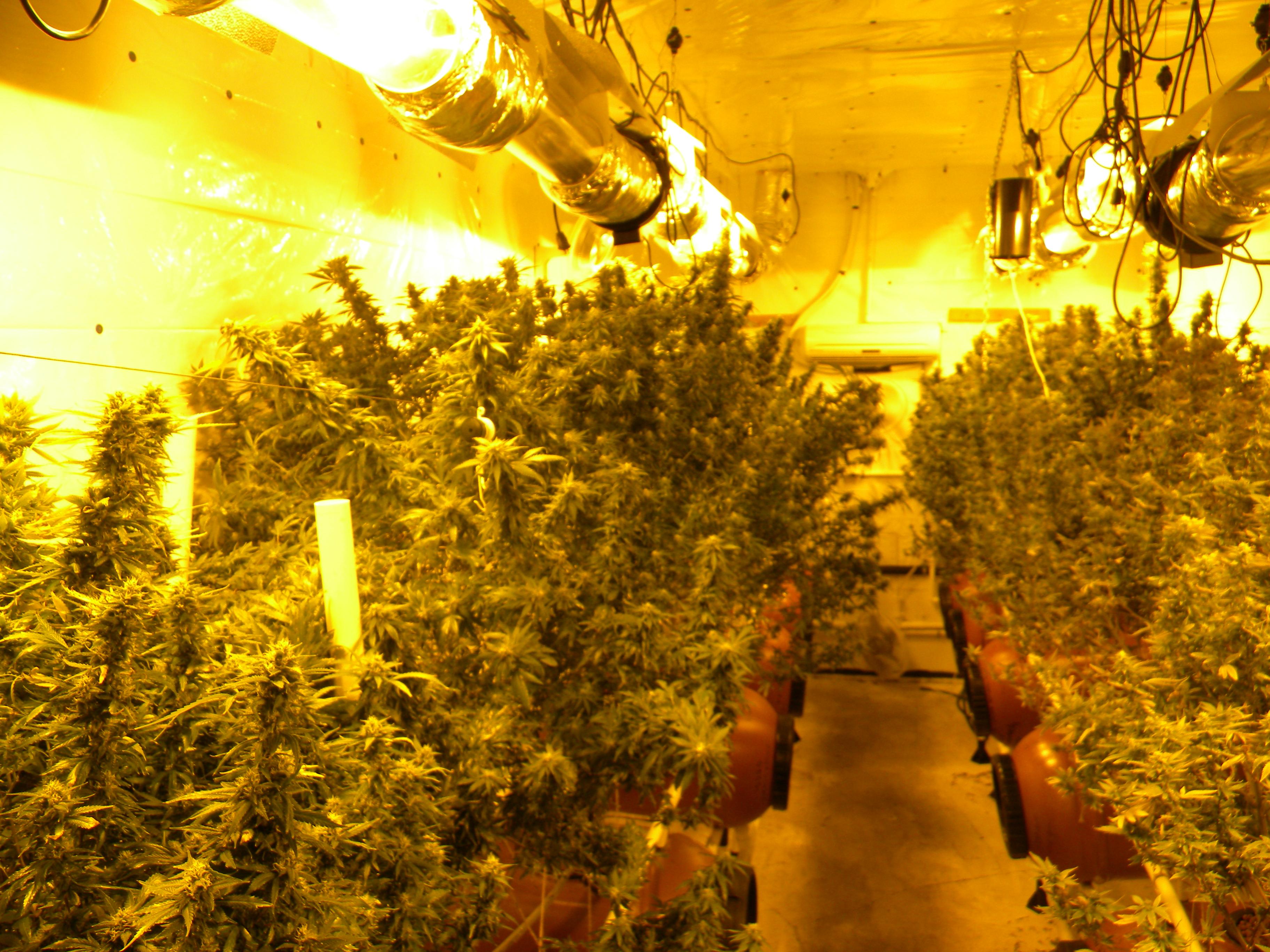 Growing In 50 Gallon Plastic Drums r/trees