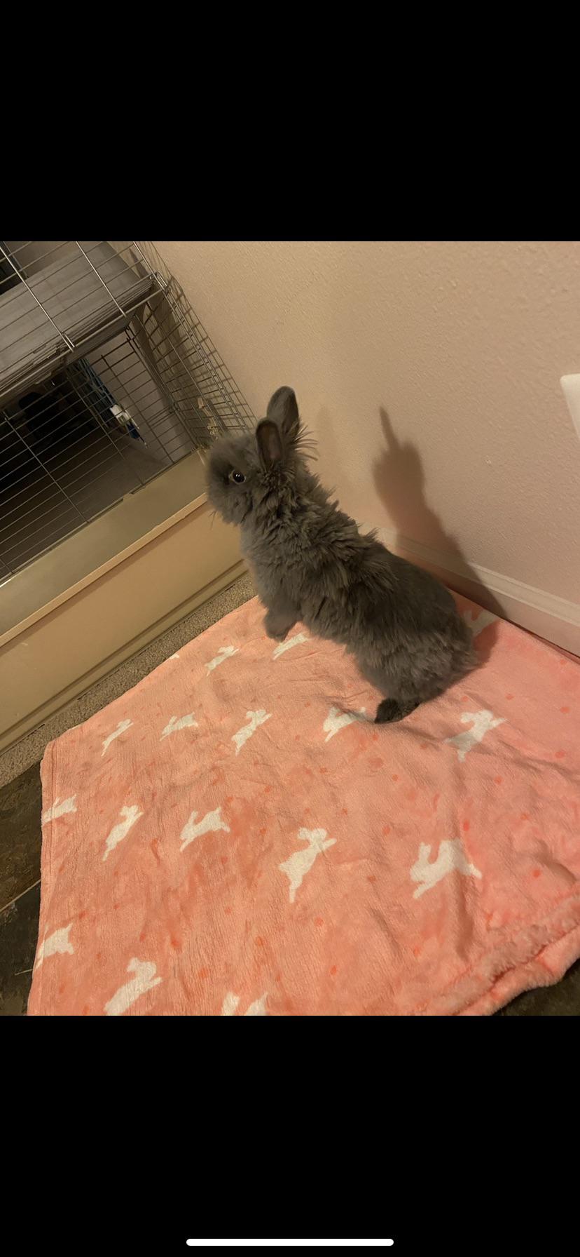 Bunnies flipping you off doesn’t exis r/Rabbits