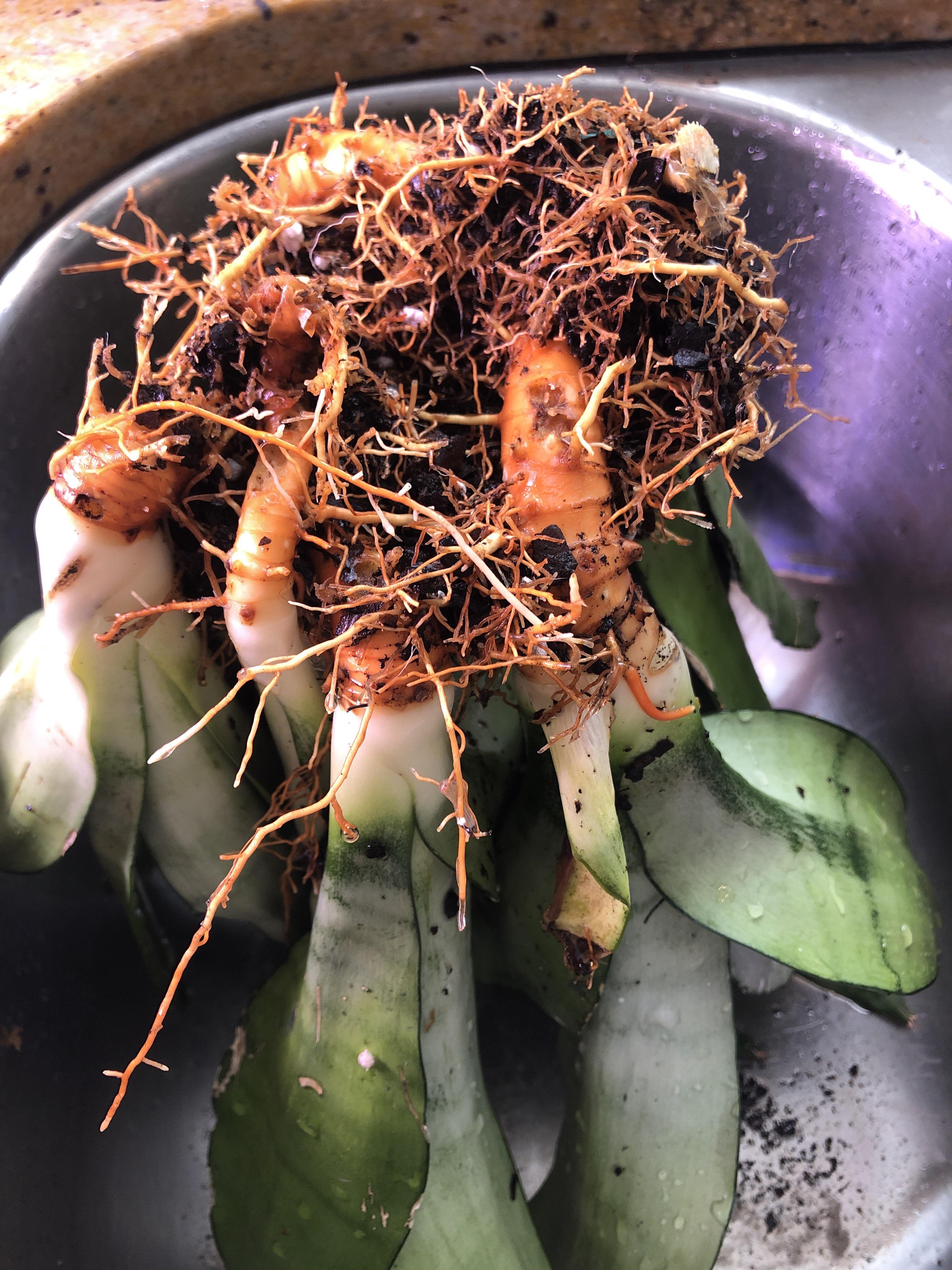 Root rot? Help my snake plant! r/plantclinic
