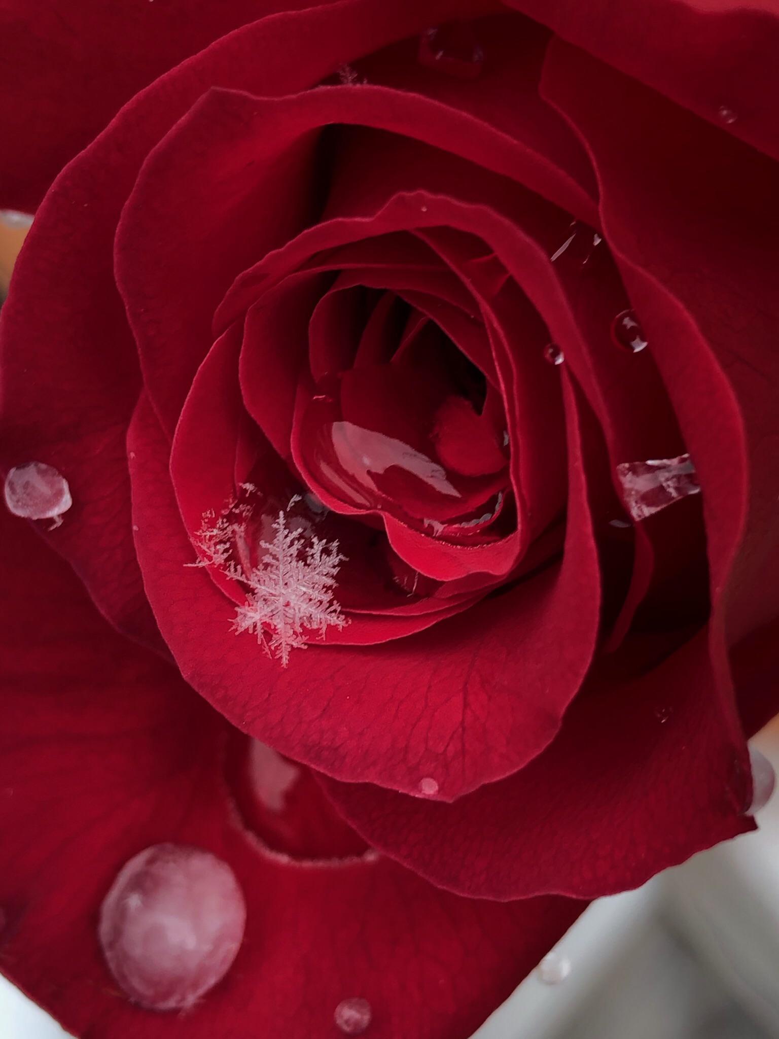 Snowflake on a rose r/AwesomeSnowFlakes