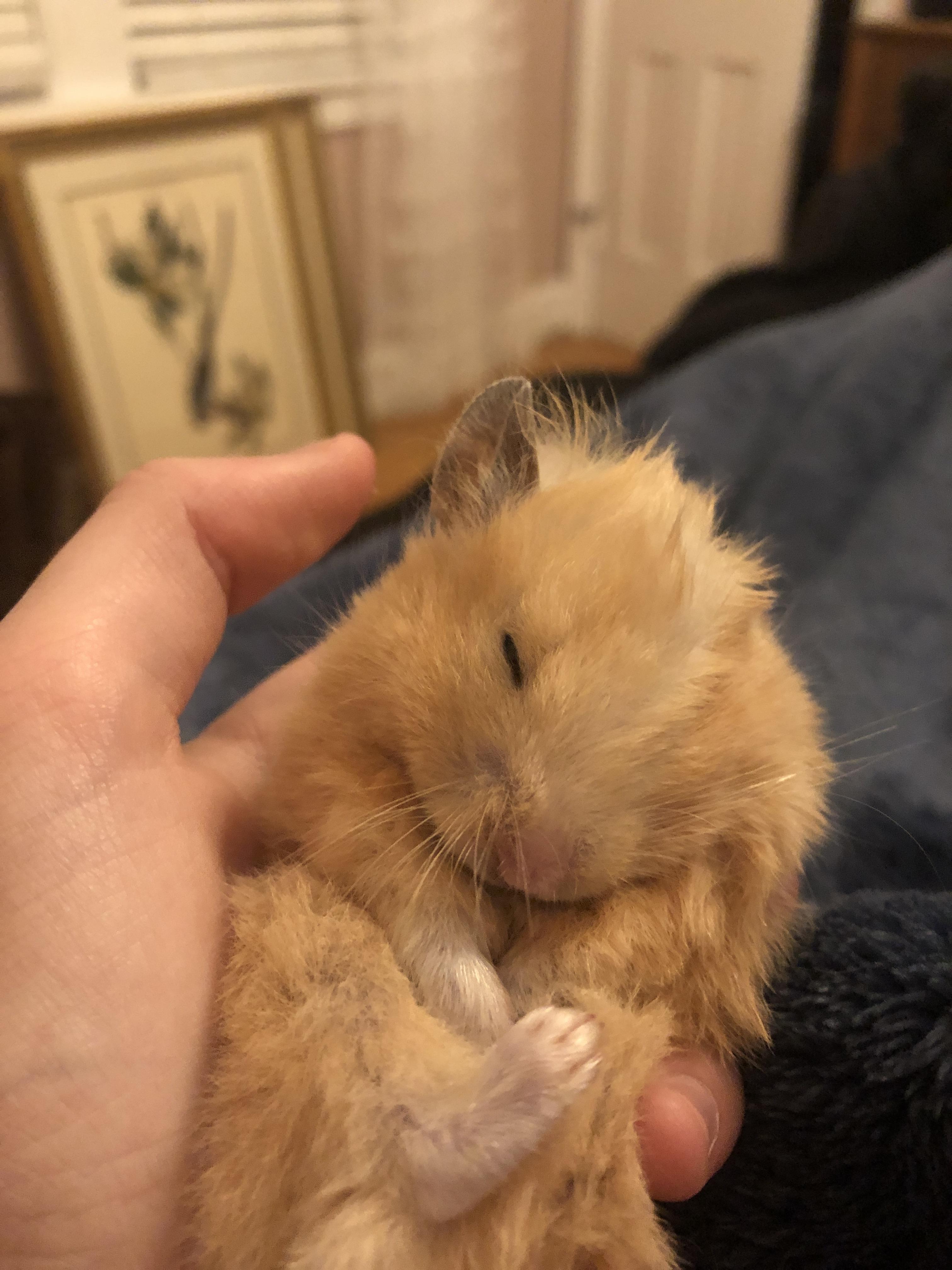 IS MY HAMSTER DEAD OR HYBERNATING (cold and unresponsive) r/hamsters