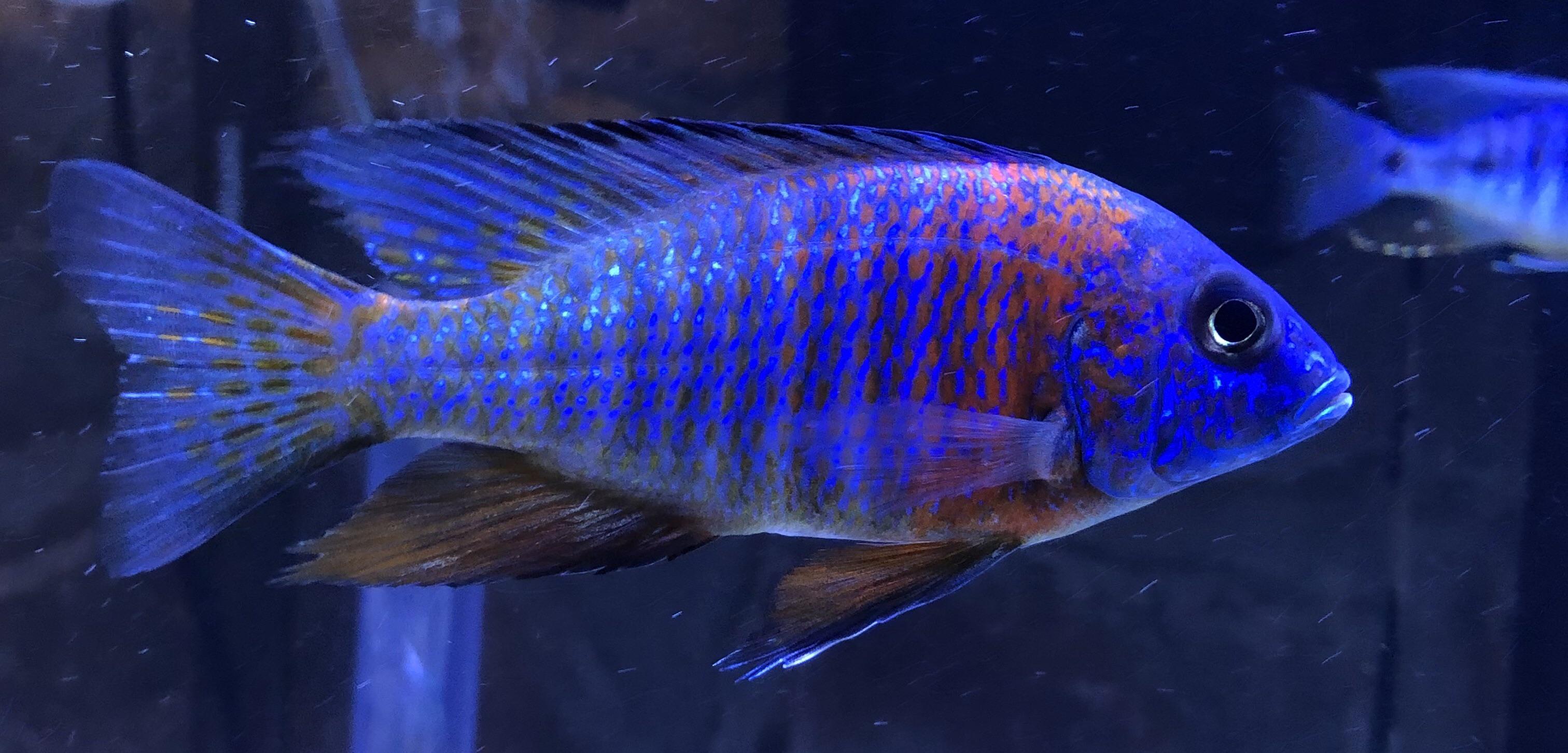 Blue Dragon Fish