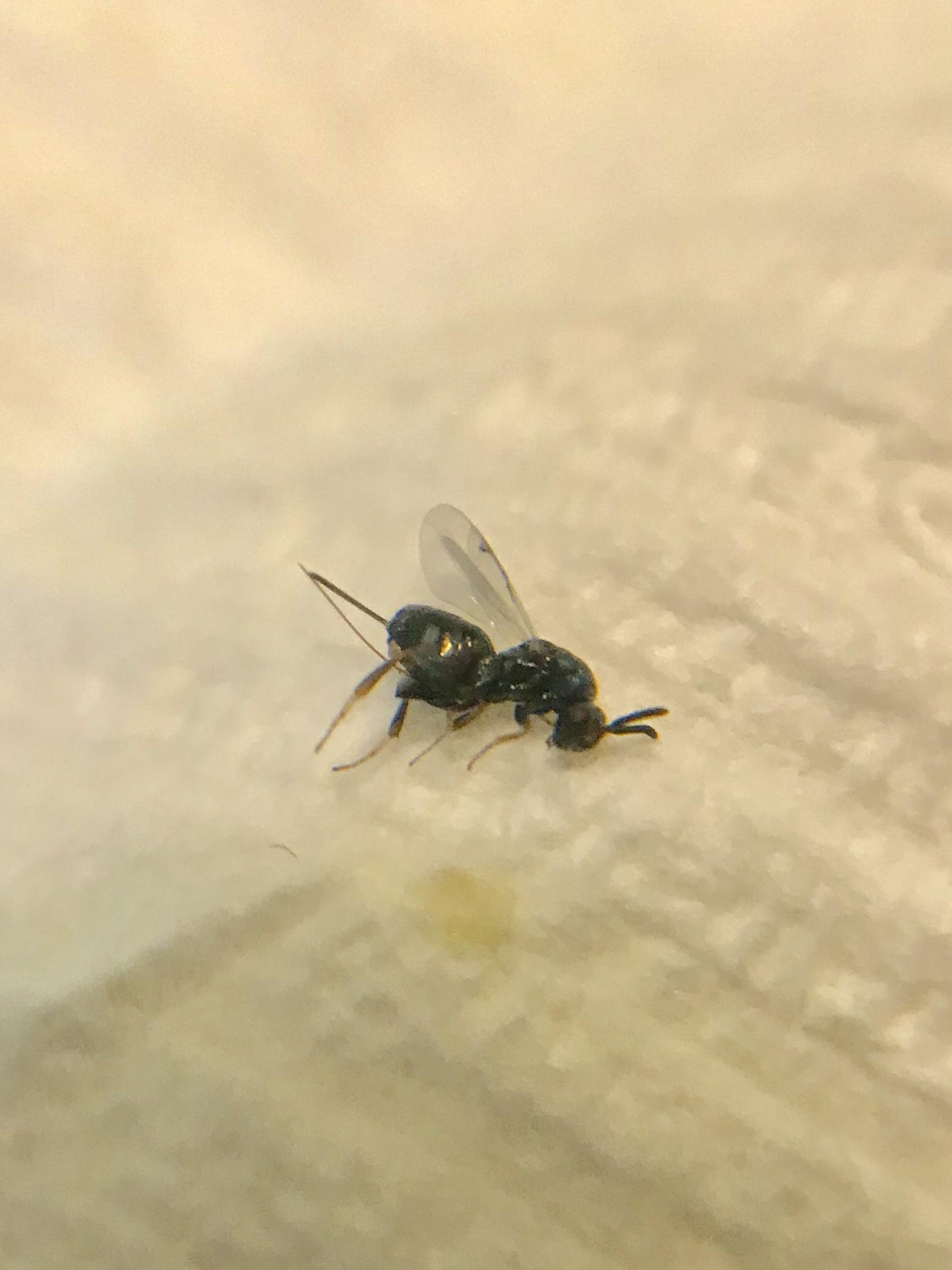 [Atlanta] Small flying insect with visible stinger. Their sting hurts