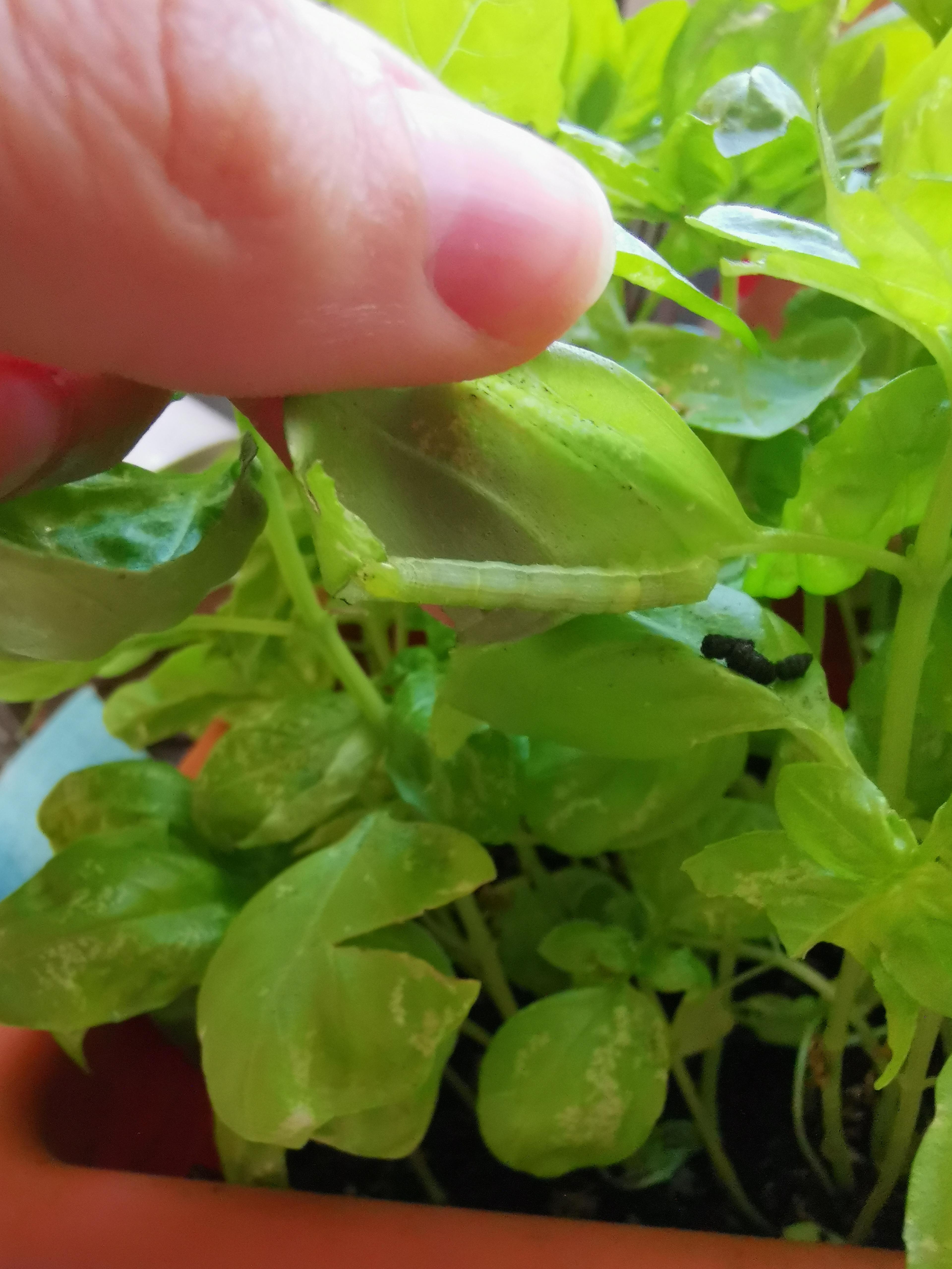 Why is this happening to my chilli plants? I can't figure out if we're