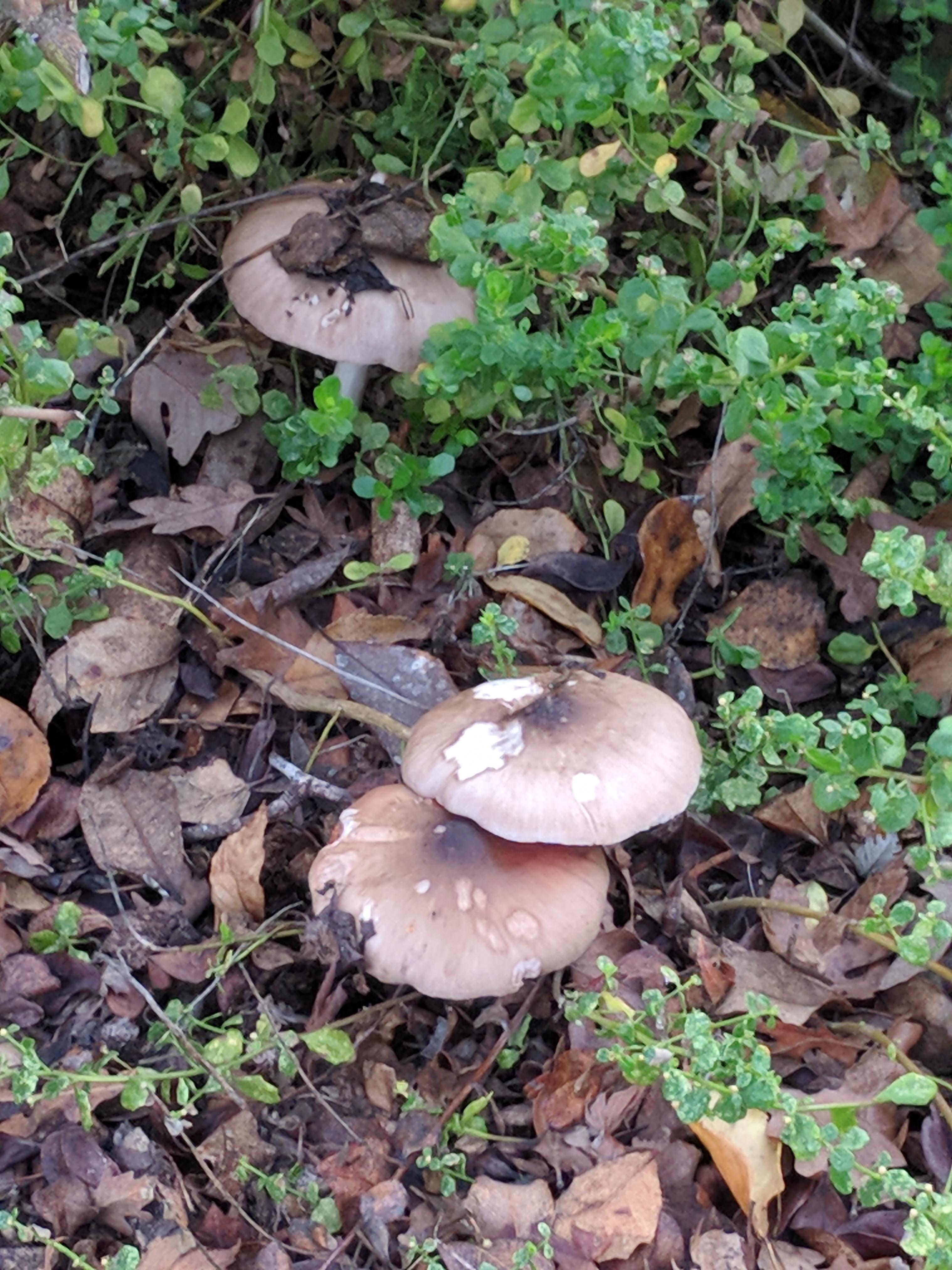Can you help identify this mushroom? This was in our yard in San
