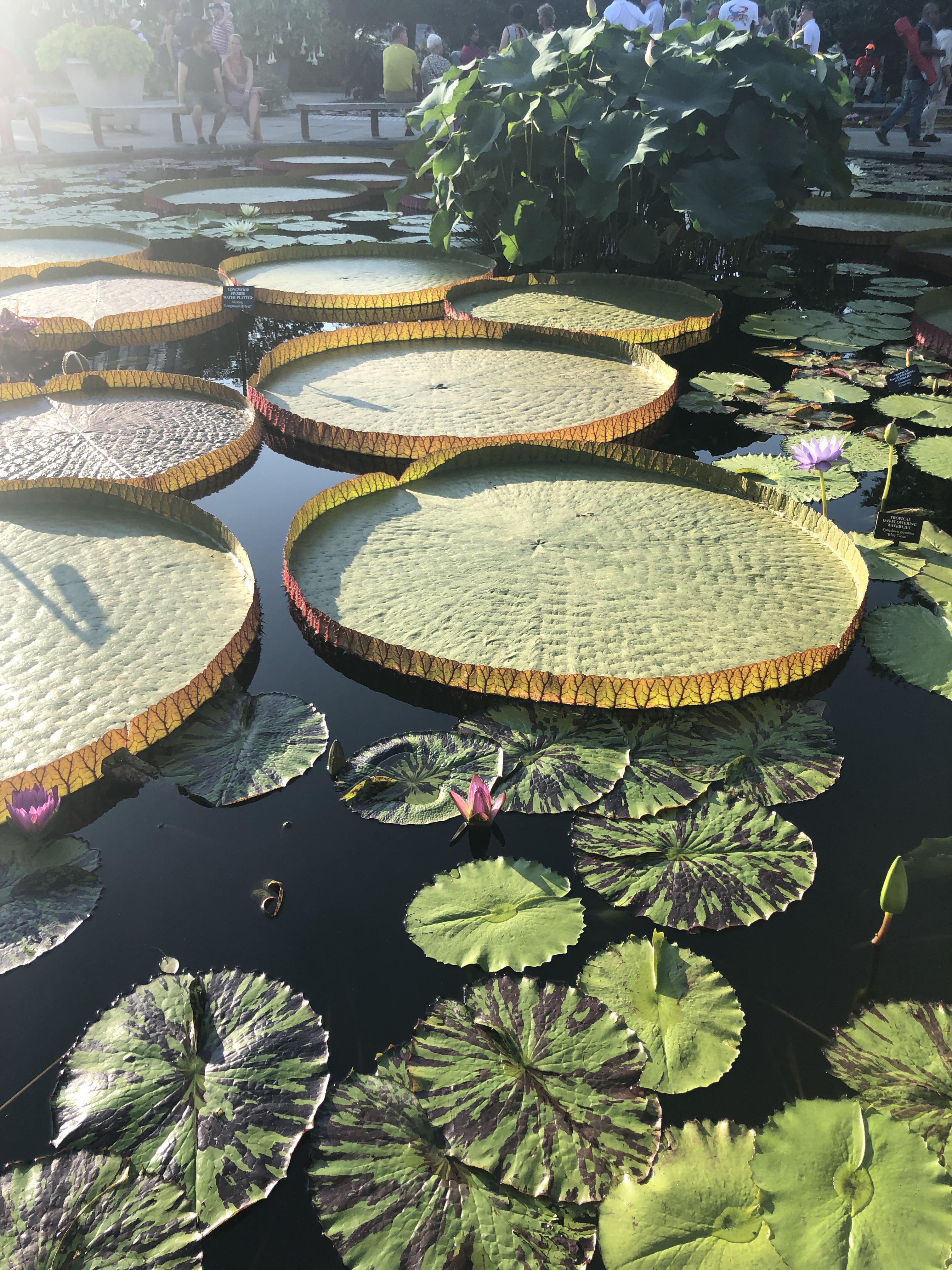 Lilly pads at Longwood Gardens in PA. r/gardening