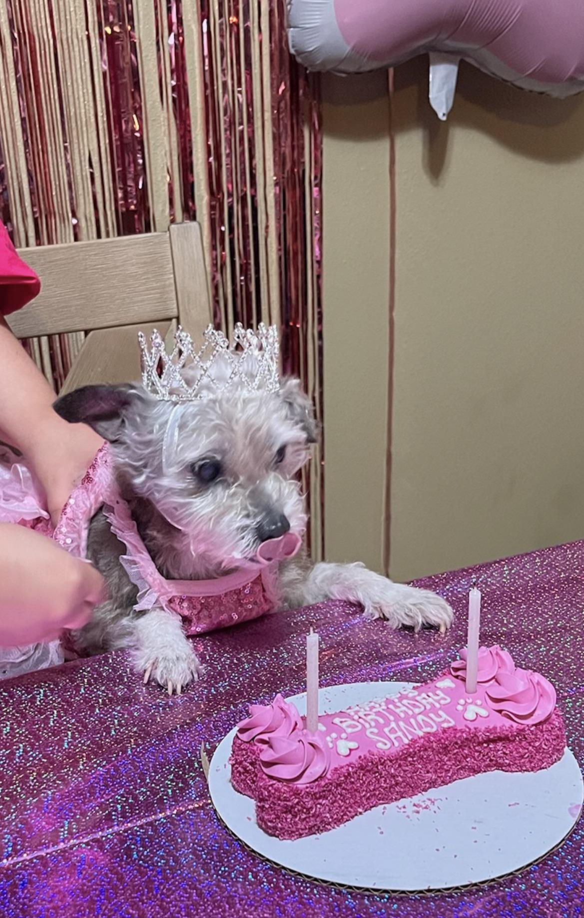 Dog quinceañera r/dogpictures