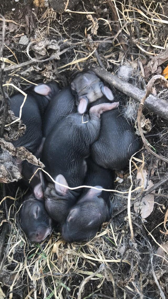 Found a Rabbit nest in a planter in my backyard. They are