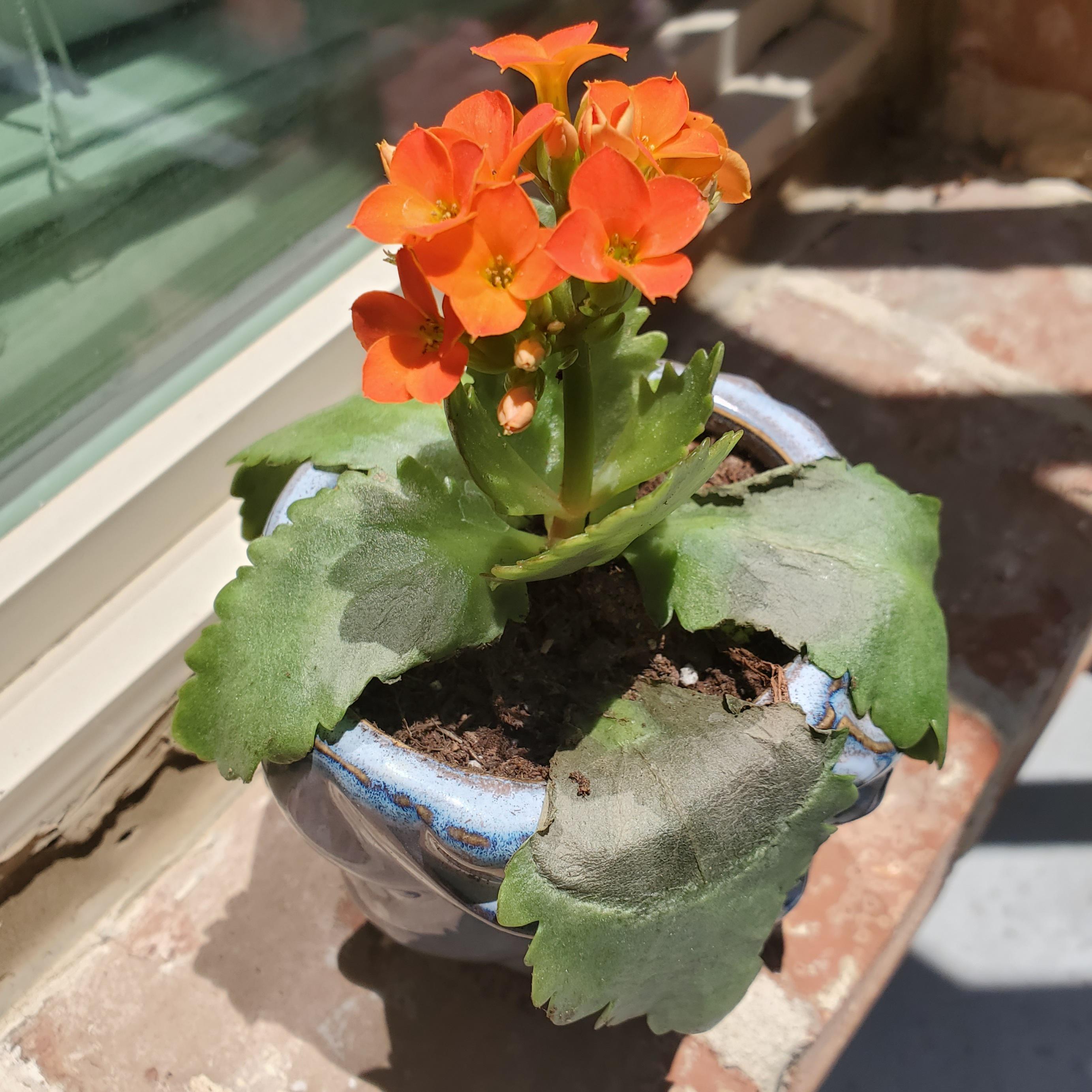 Kalanchoe bought 2 days ago and repotted, now leaves thinning and turning brown? r/plantclinic
