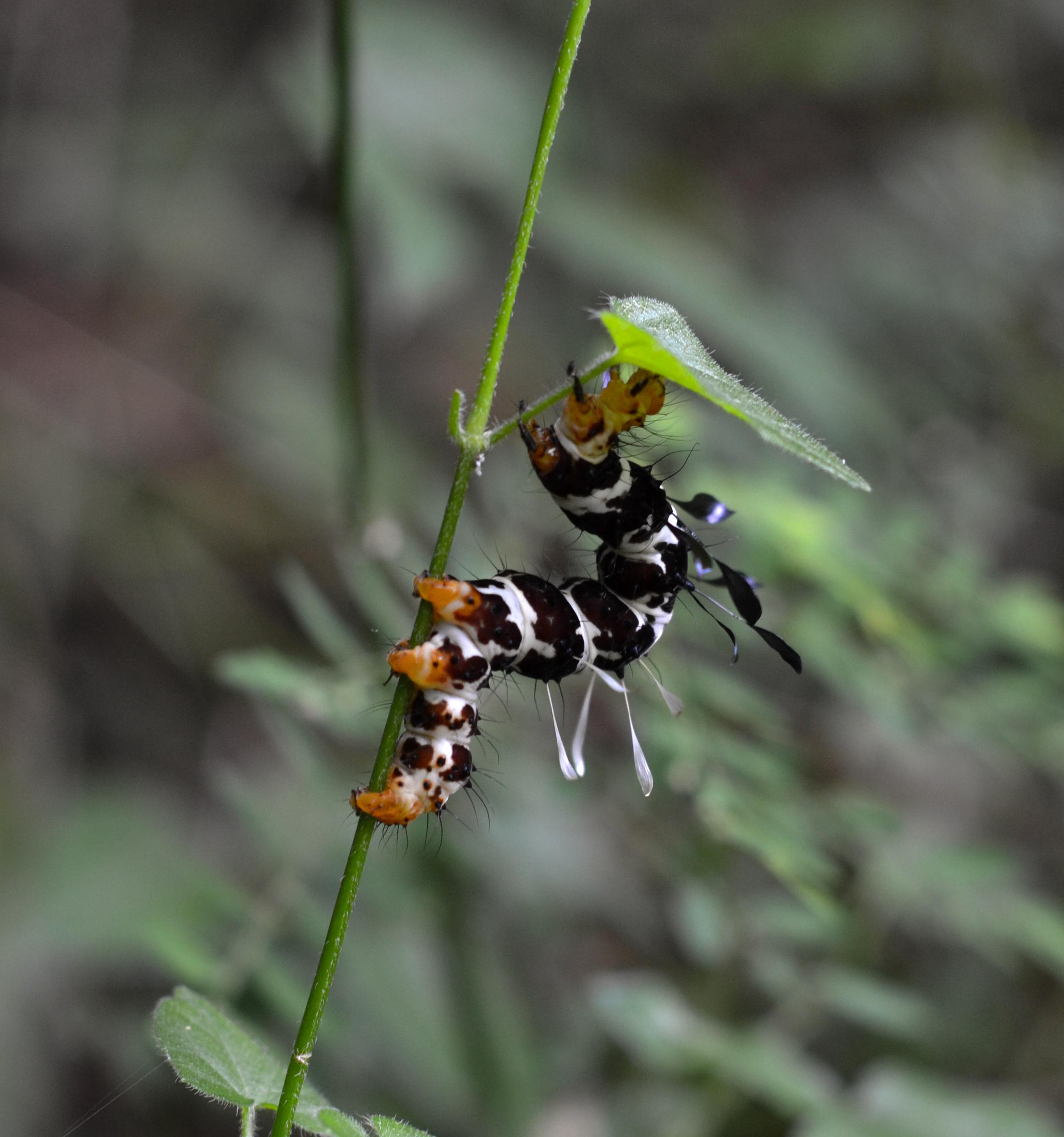 Dice Moth Caterpillar South Africa r/insects