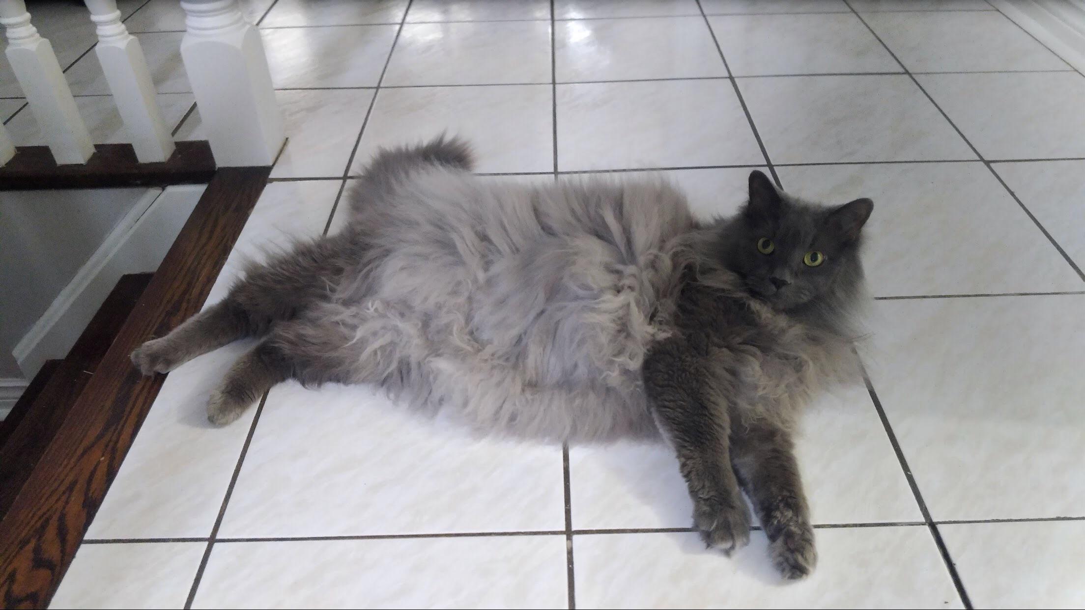 My cat Dusty who was a stray with matted and and dirty fur, now is the