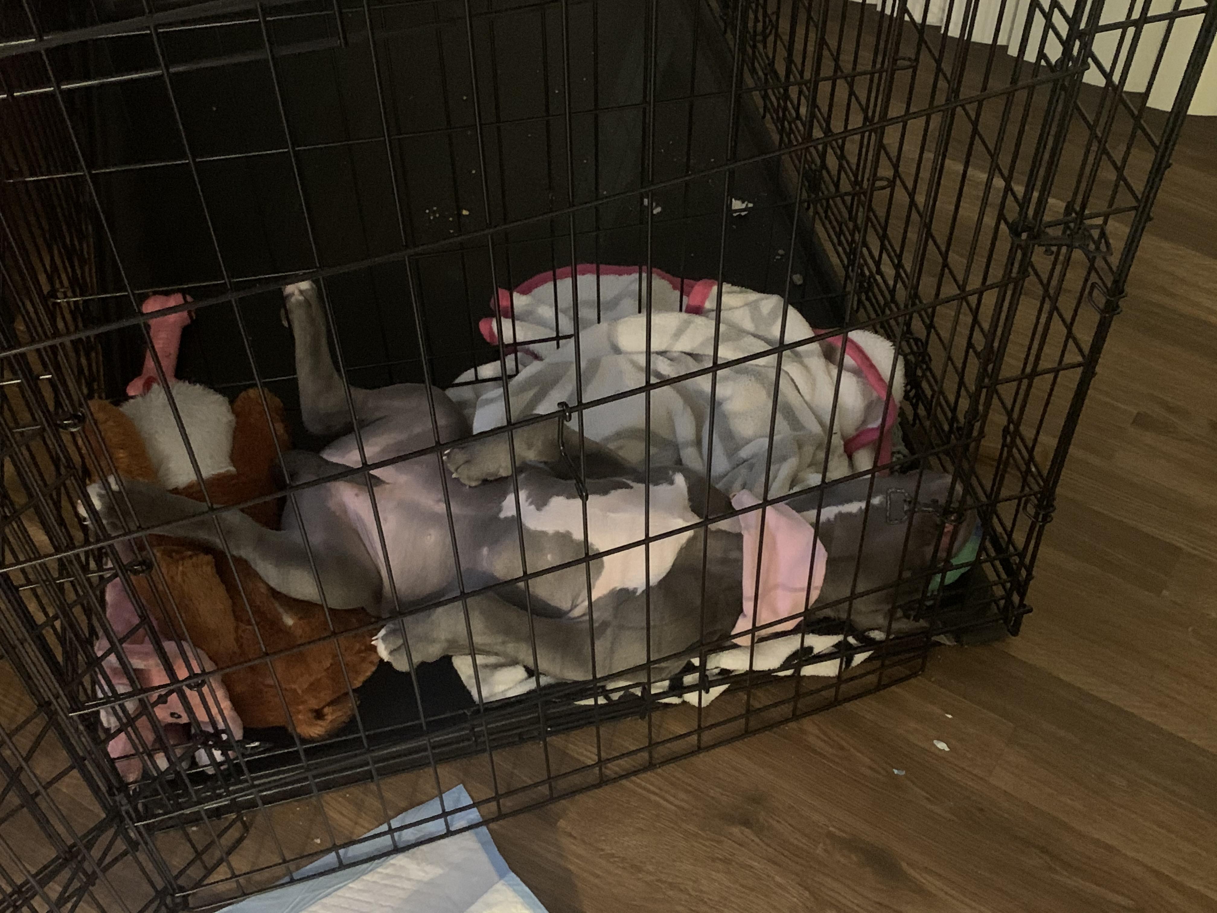 Puppy life is Tuff ! This is after tearing up 6 pee pads, pooping