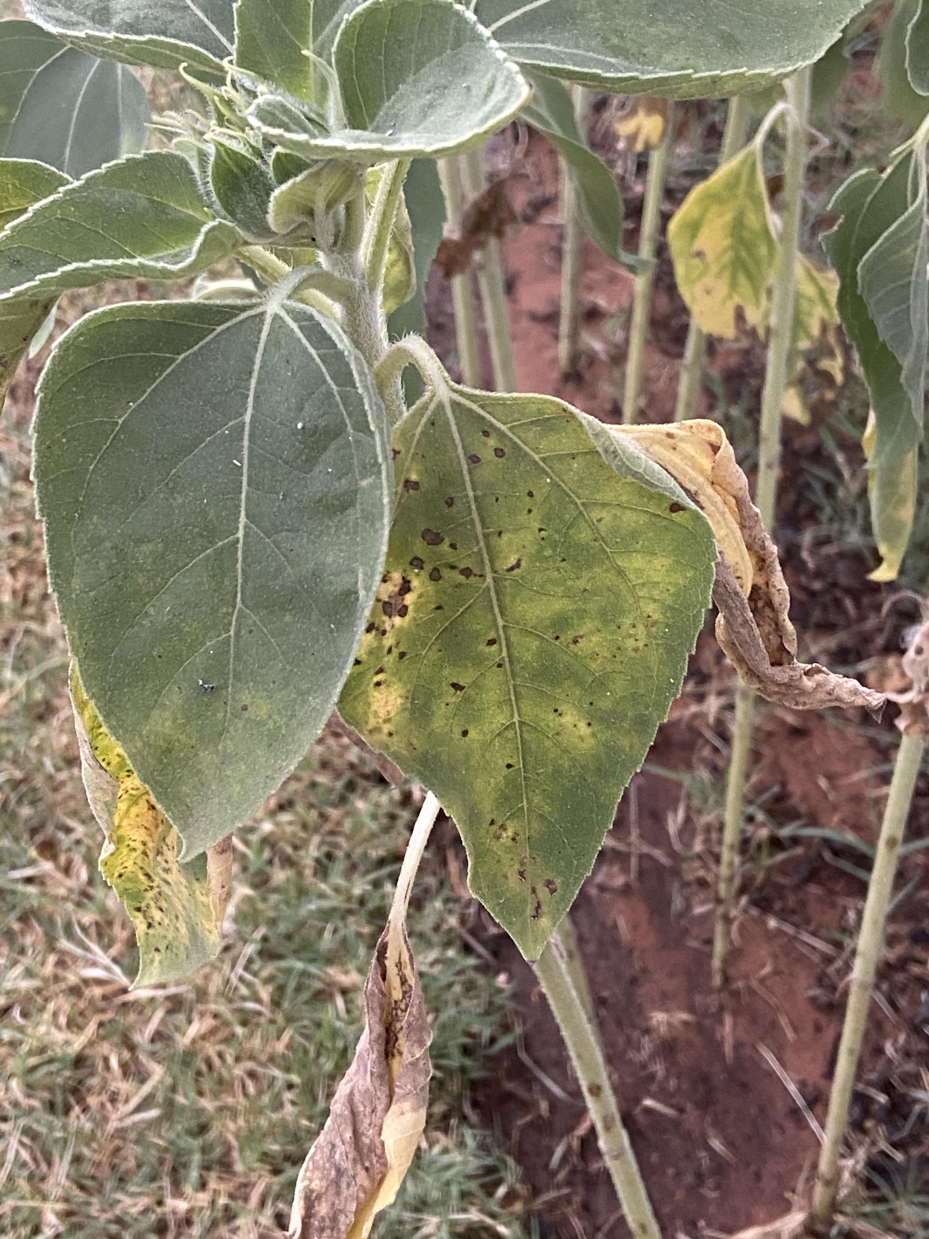 Help? Can anyone tell me why my giant sunflowers are spotting and