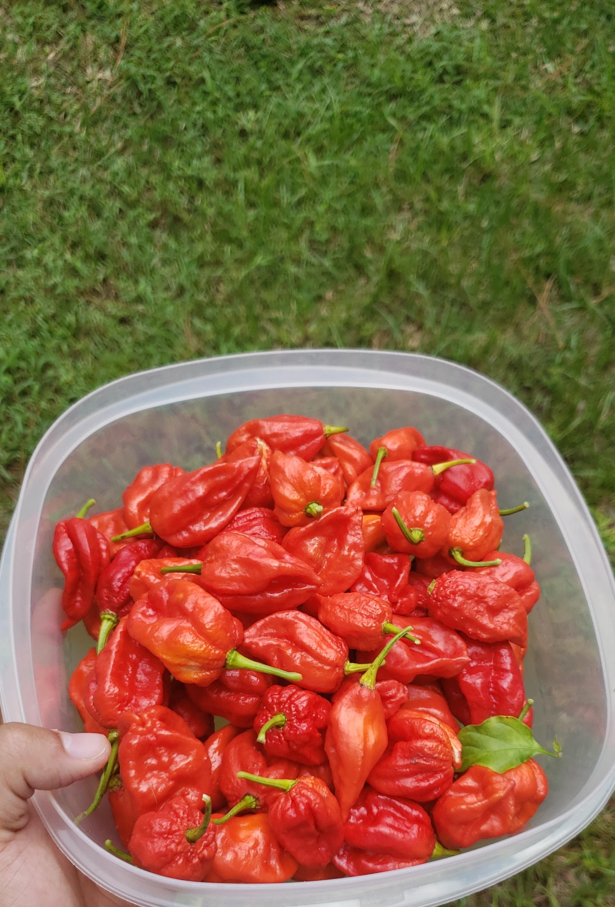 Was in Citrus County, Florida last month and harvested some ghost
