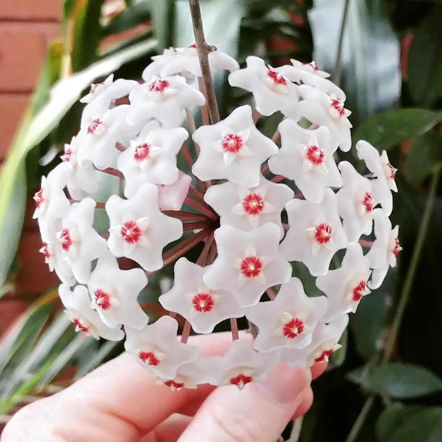 Got my Hoya plant to flower! So proud! r/gardening