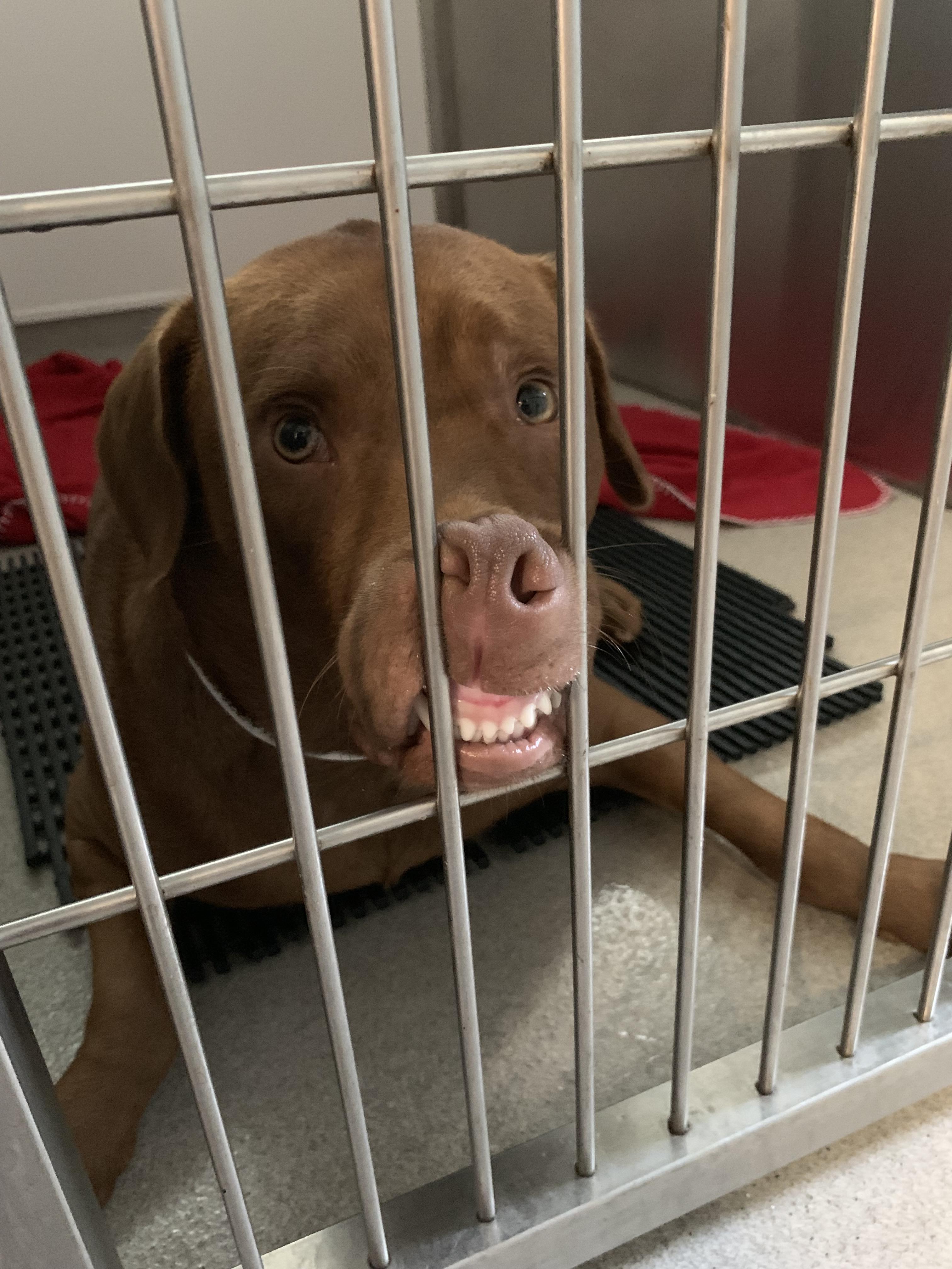 Someone enjoyed their pre medication before surgery today. r/aww