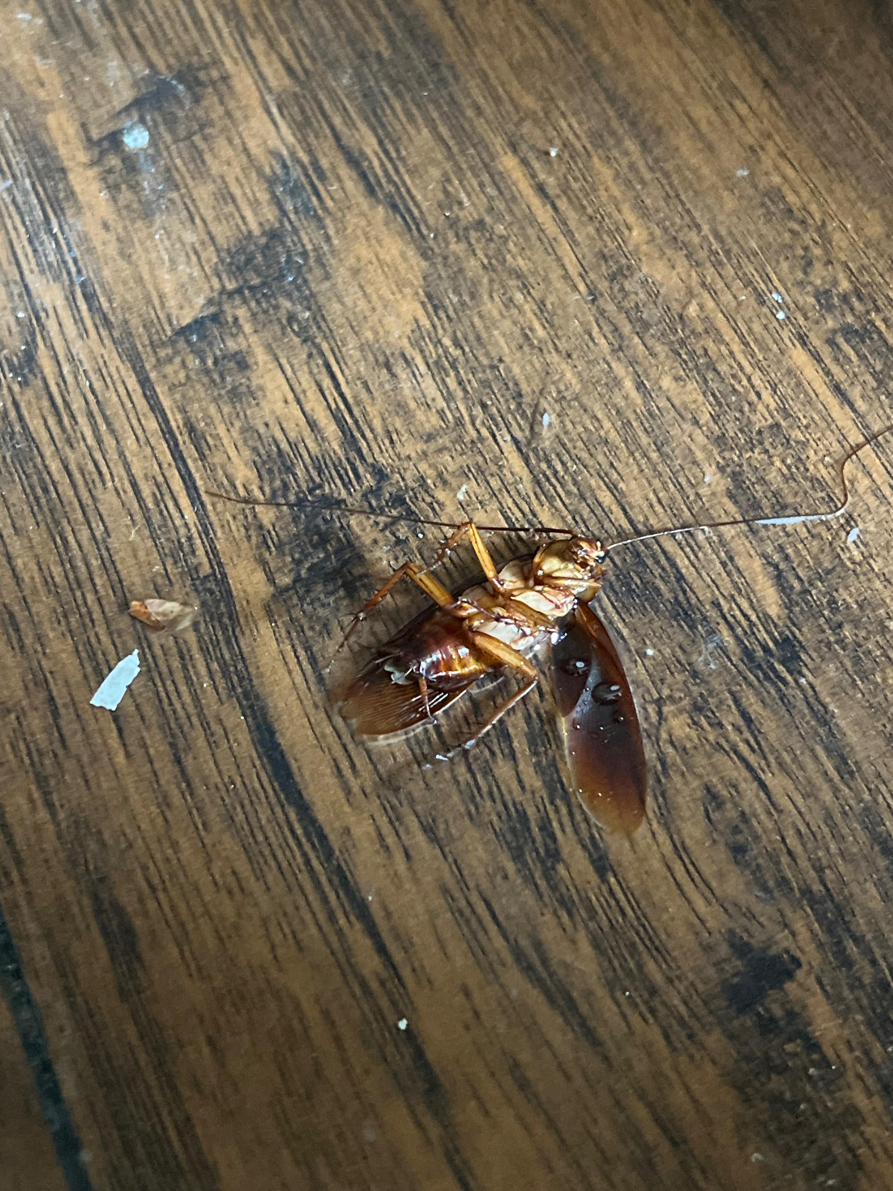 Flying in my room last night. Couldn’t sleep😭 r/whatbugisthis