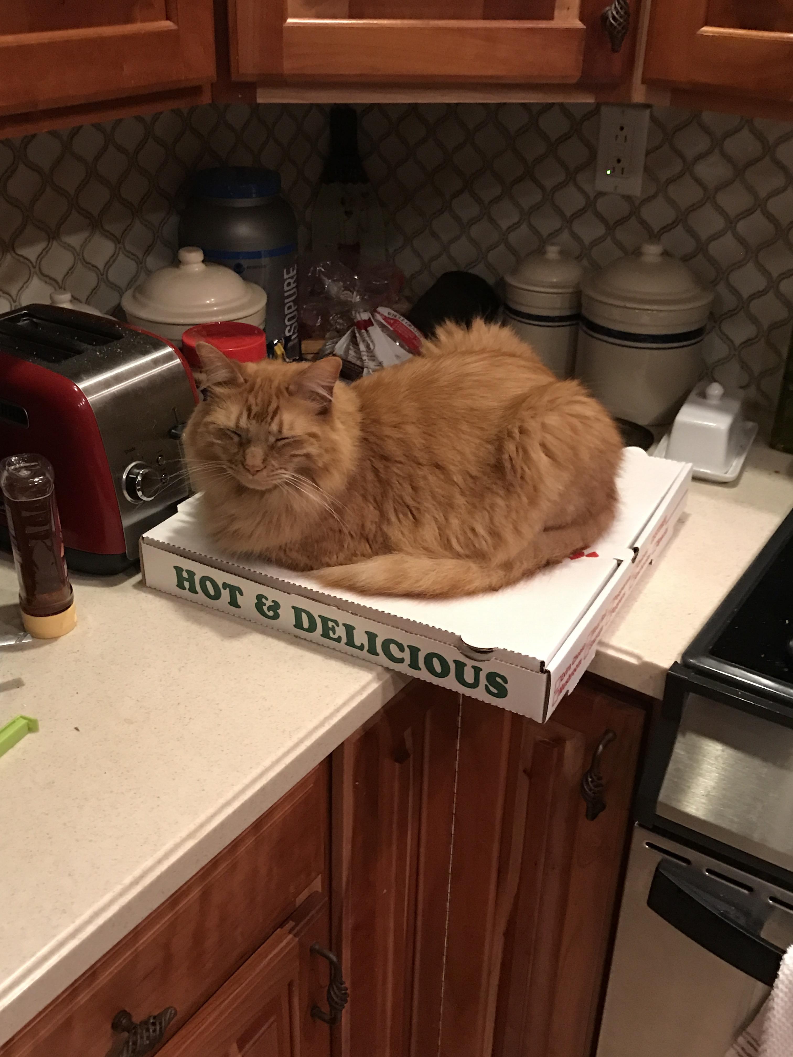 Sleepy pizza cat r/CatsOnPizza