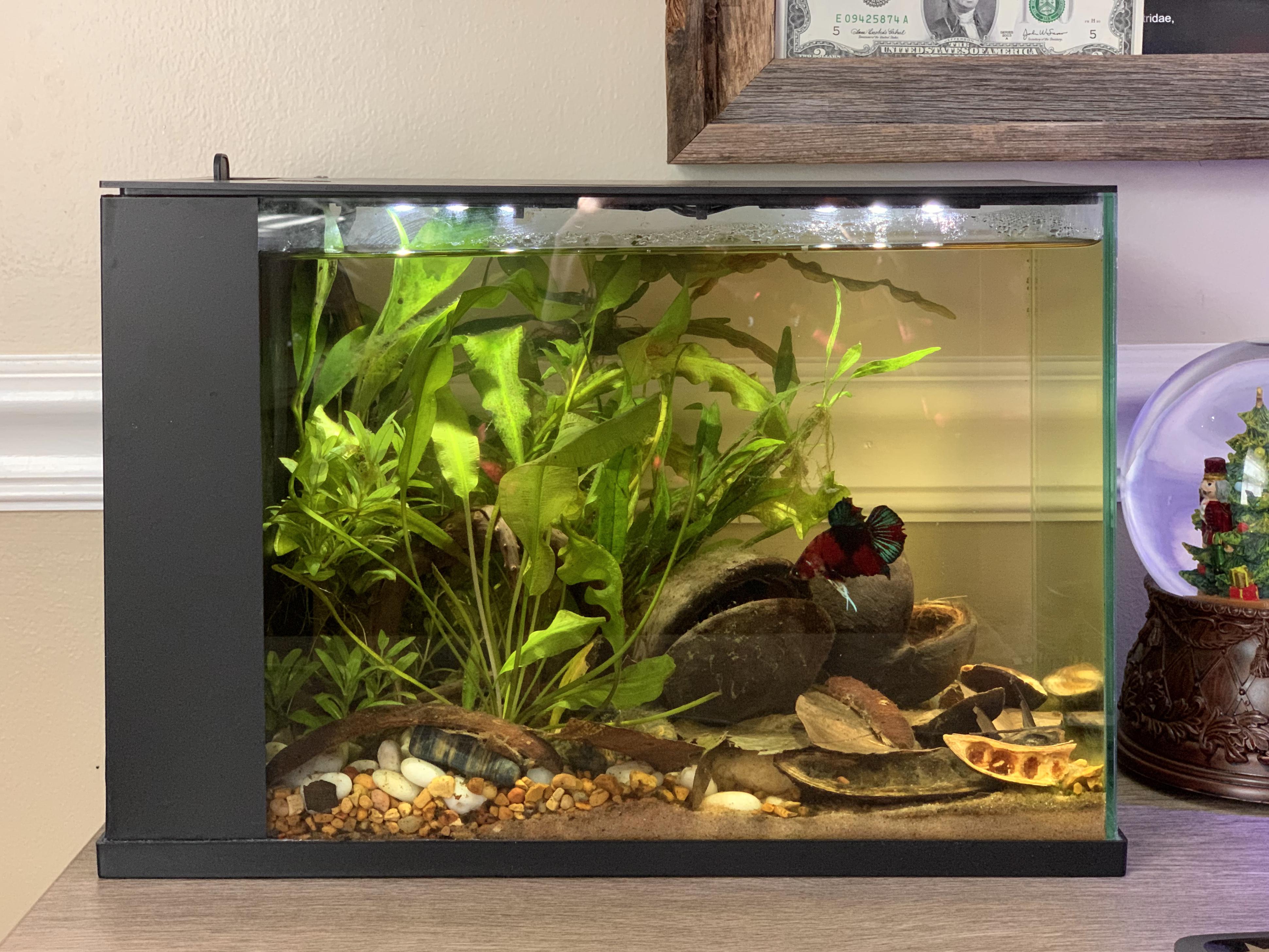 Blackwater Betta v2 r/PlantedTank