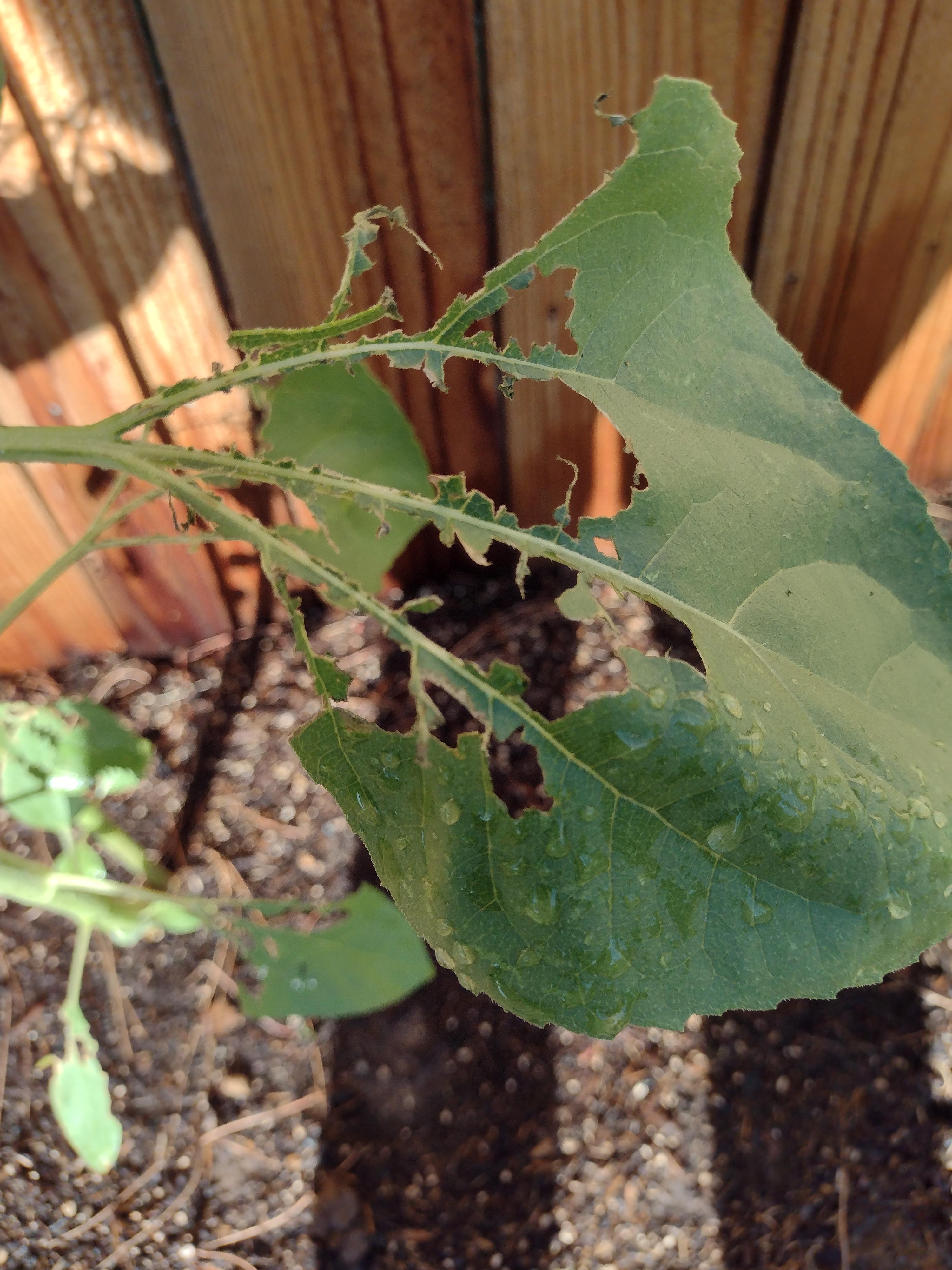 Any idea who is eating the sunflower leaves? r/sunflowers