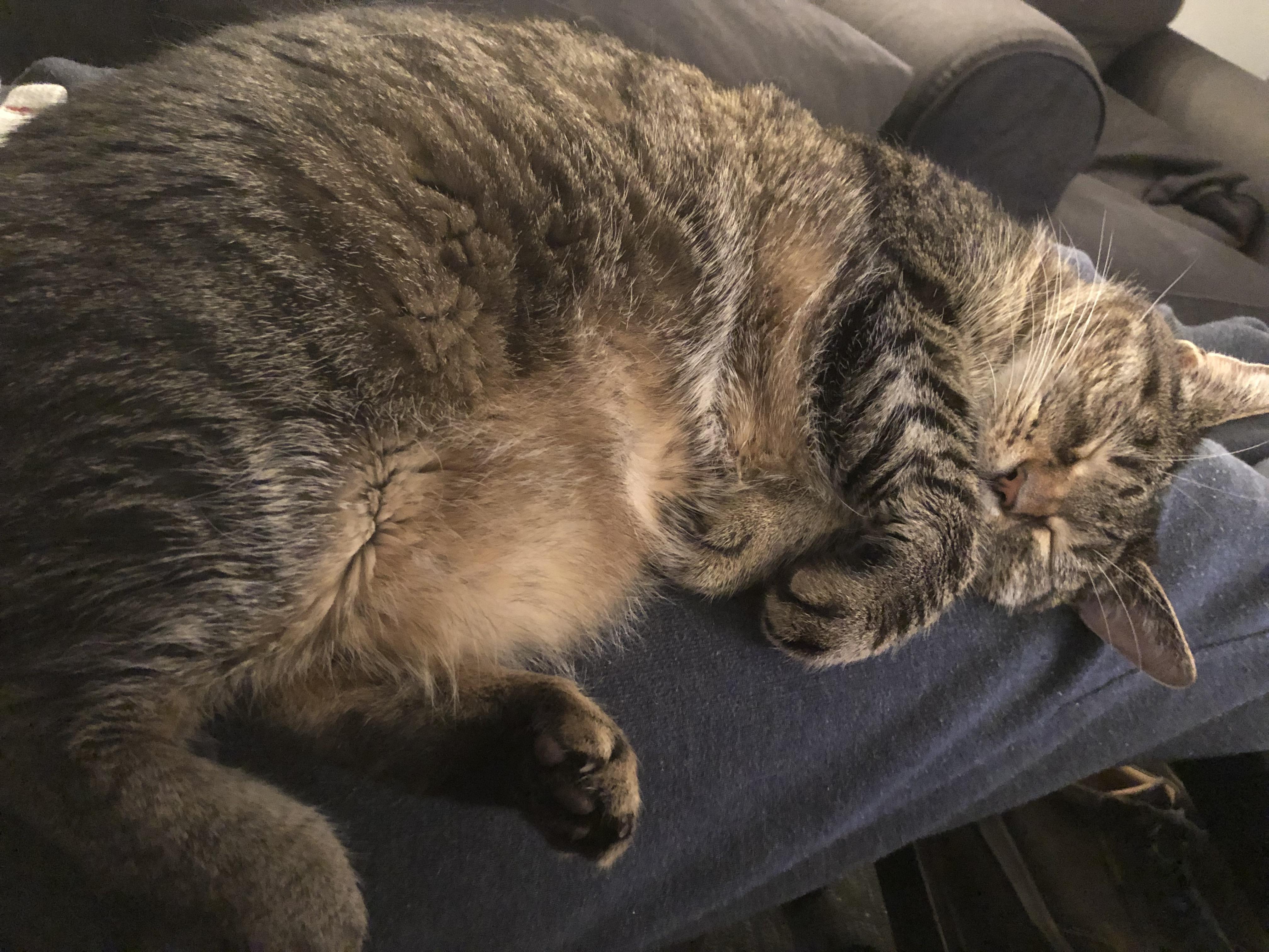 I’ve been home with a concussion for a week now and she won’t leave my side r/cats