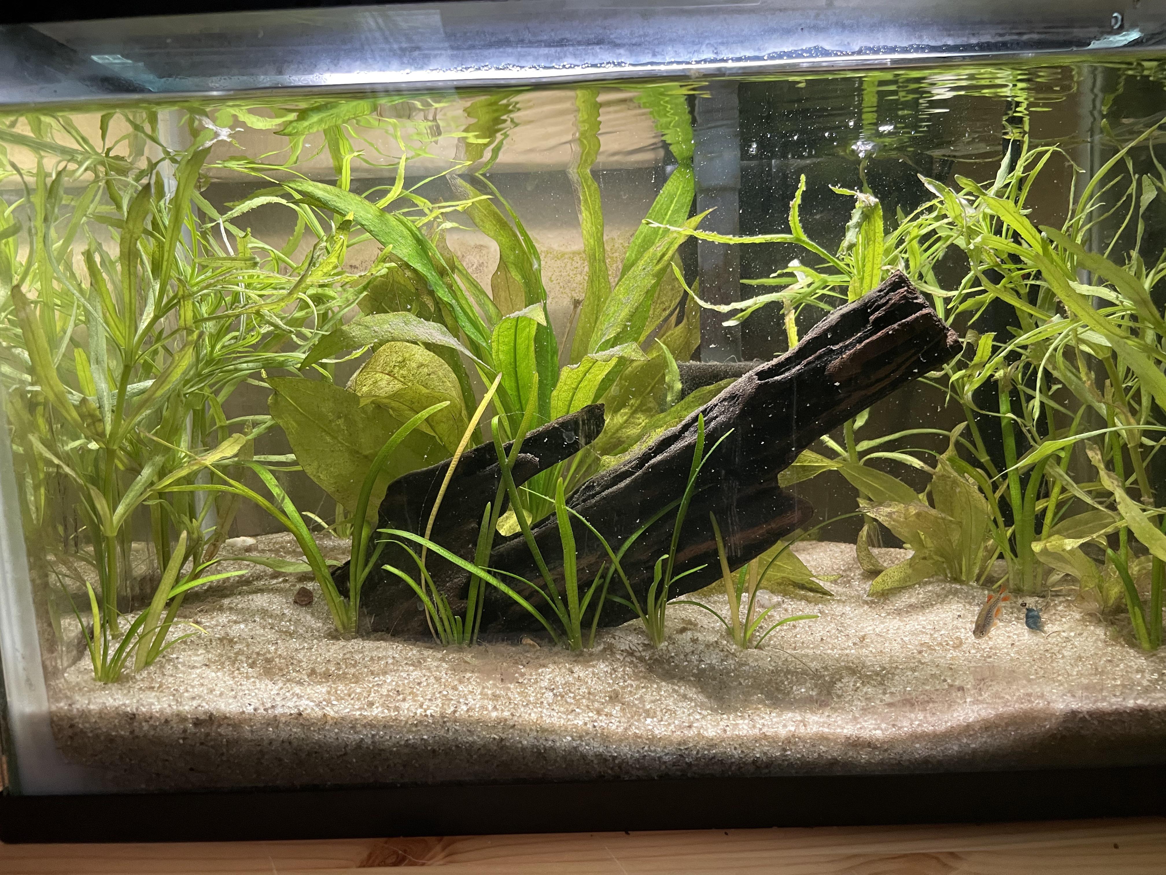 I have all of this grey material in my aquarium did a water change last