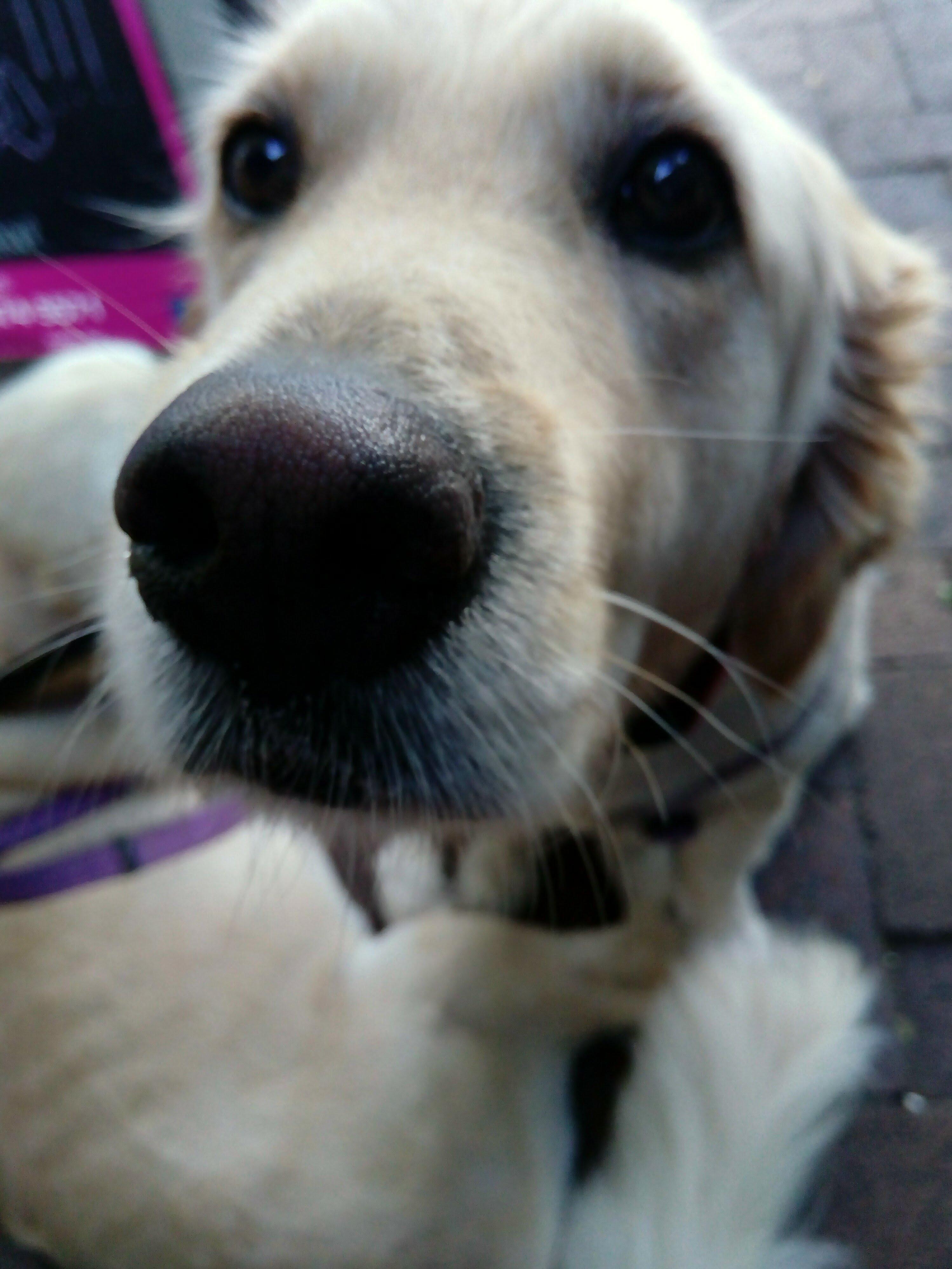 556 best Goodest Girl images on Pholder Aww, Pitbulls and Dogpictures