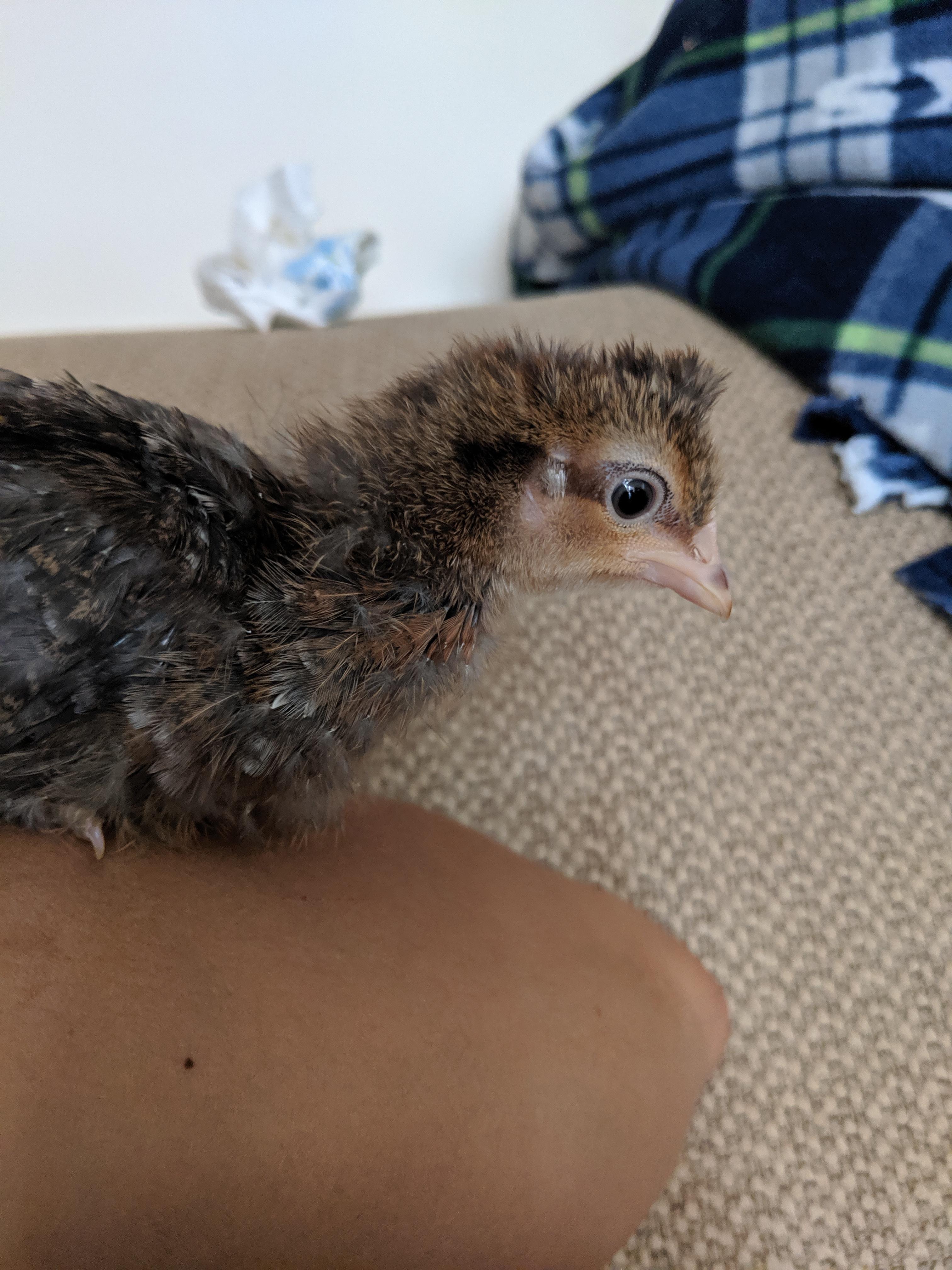 When you ask for 3 Easter Eggers, and they give you 3 Crested Cream