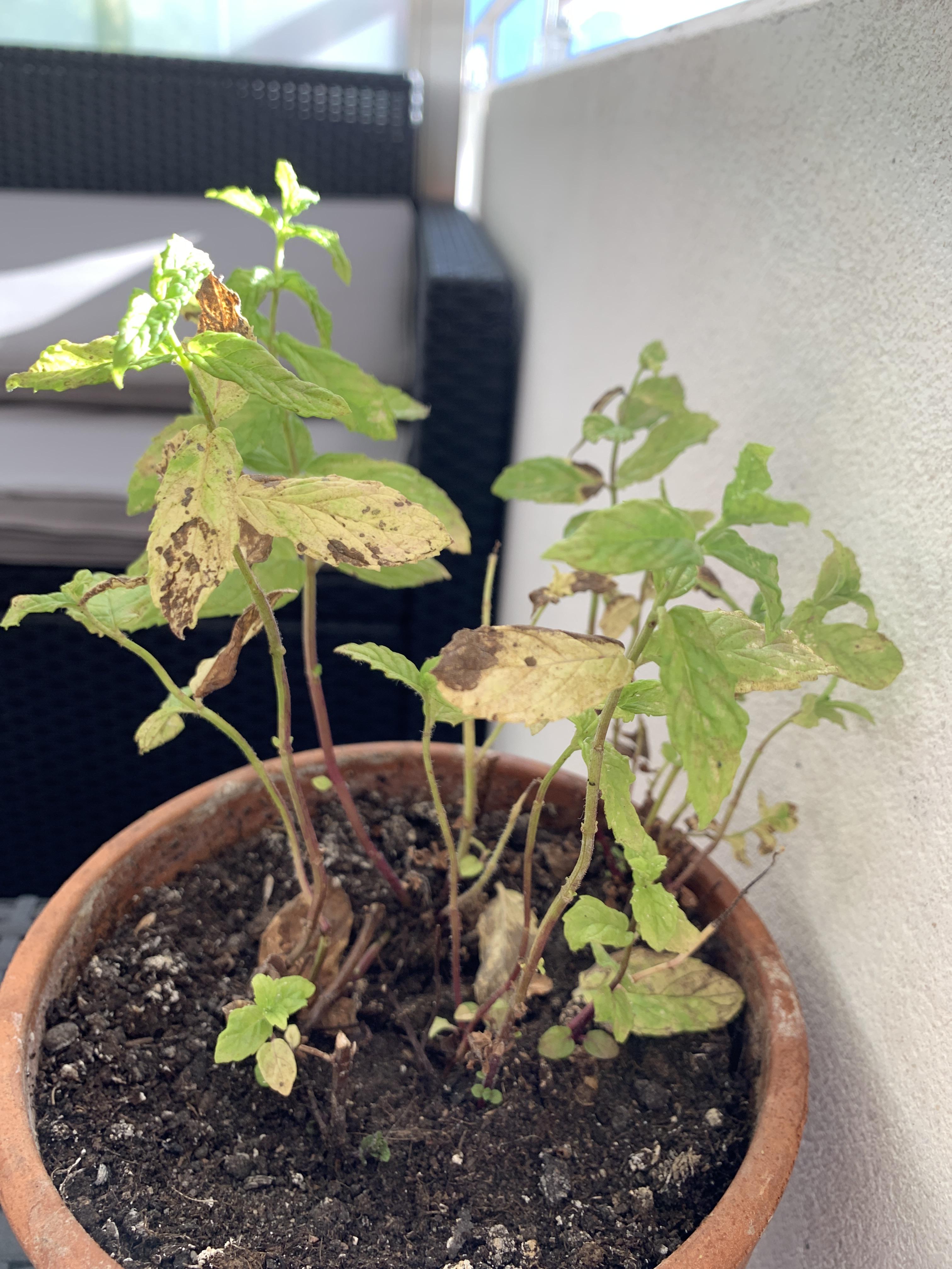 My mint plant is dying. I water it every 2 days. It gets direct sun