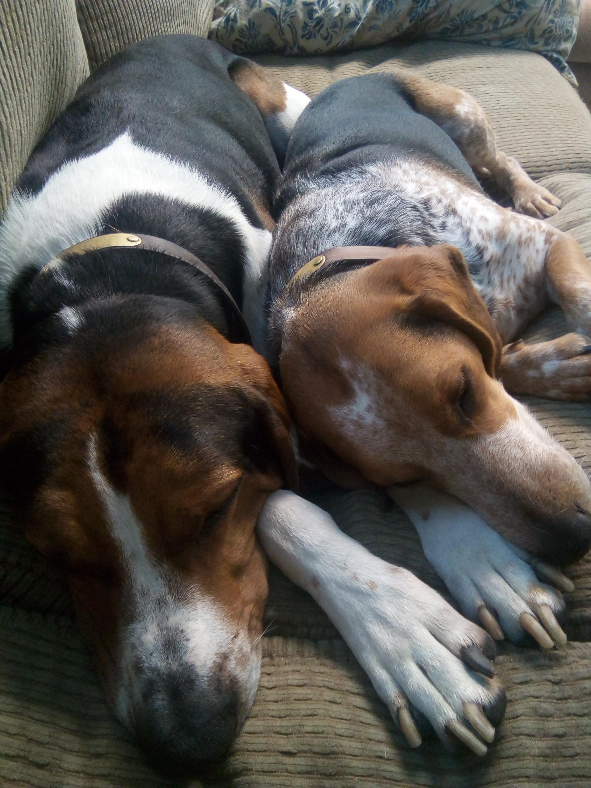 Bluetick Coonhound And Beagle Mix Cute of Animals