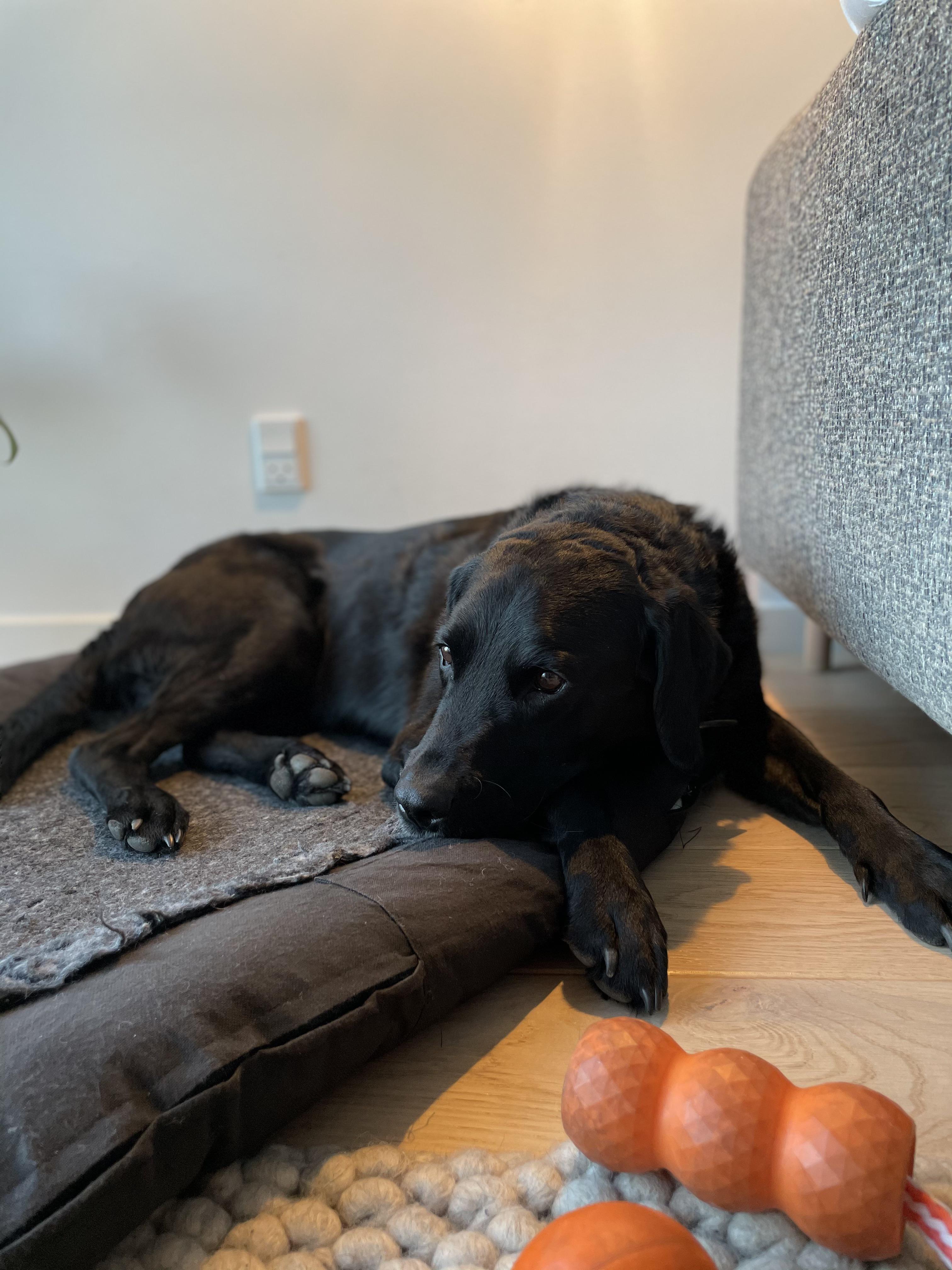 iPhone 12 portrait mode on my family’s dog💓 r/iPhone12