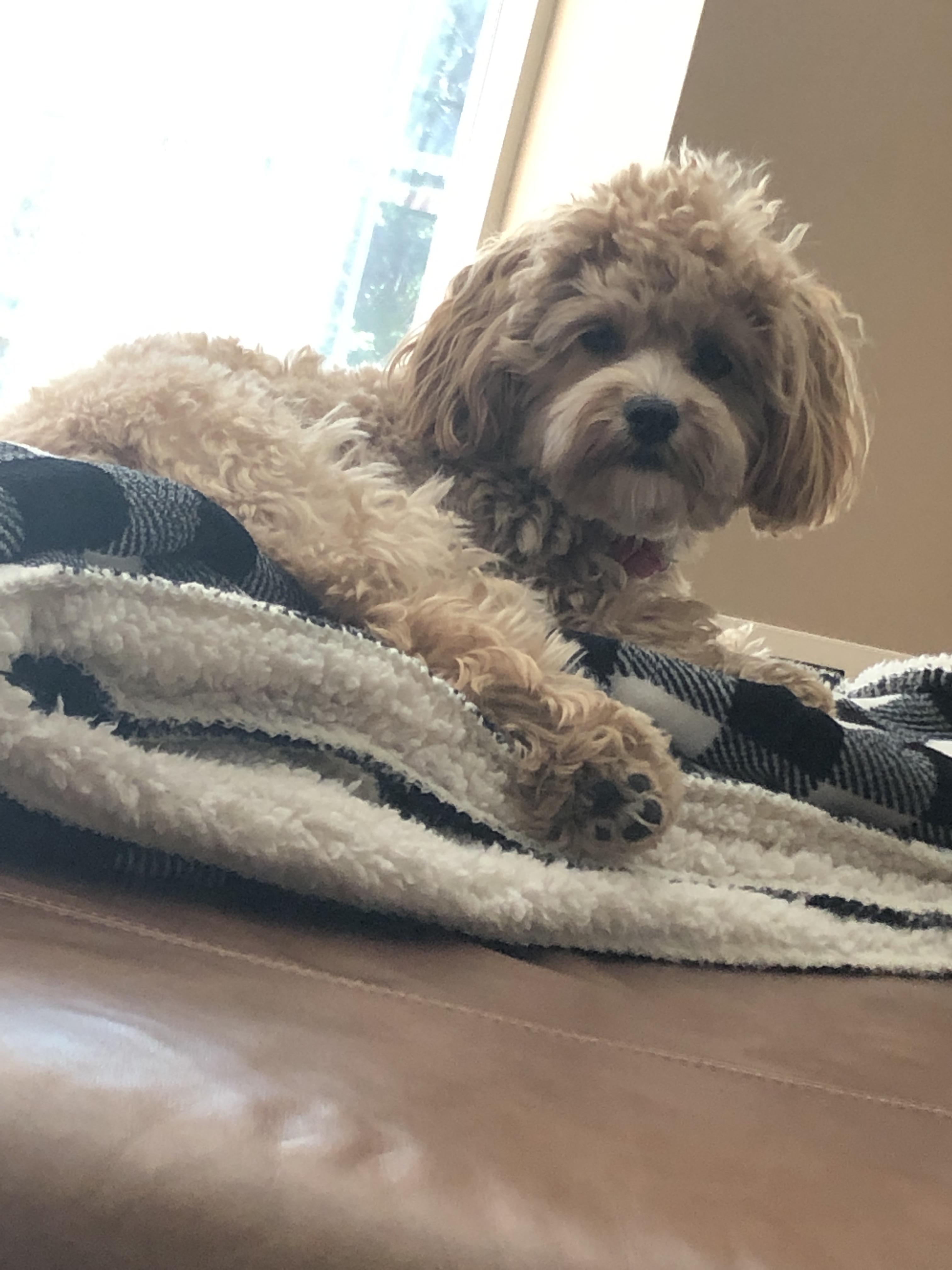 My dog laying down r/Maltipoo