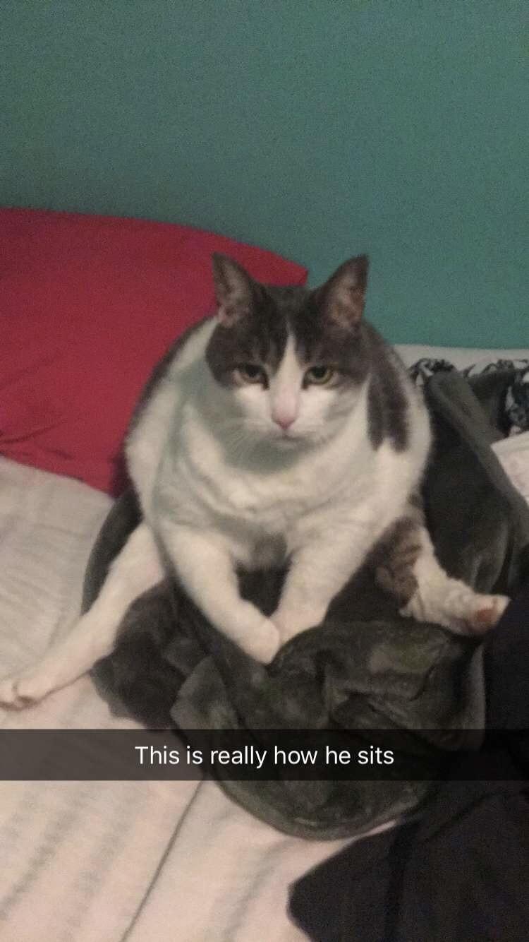 My girlfriends cat insists on sitting like a human