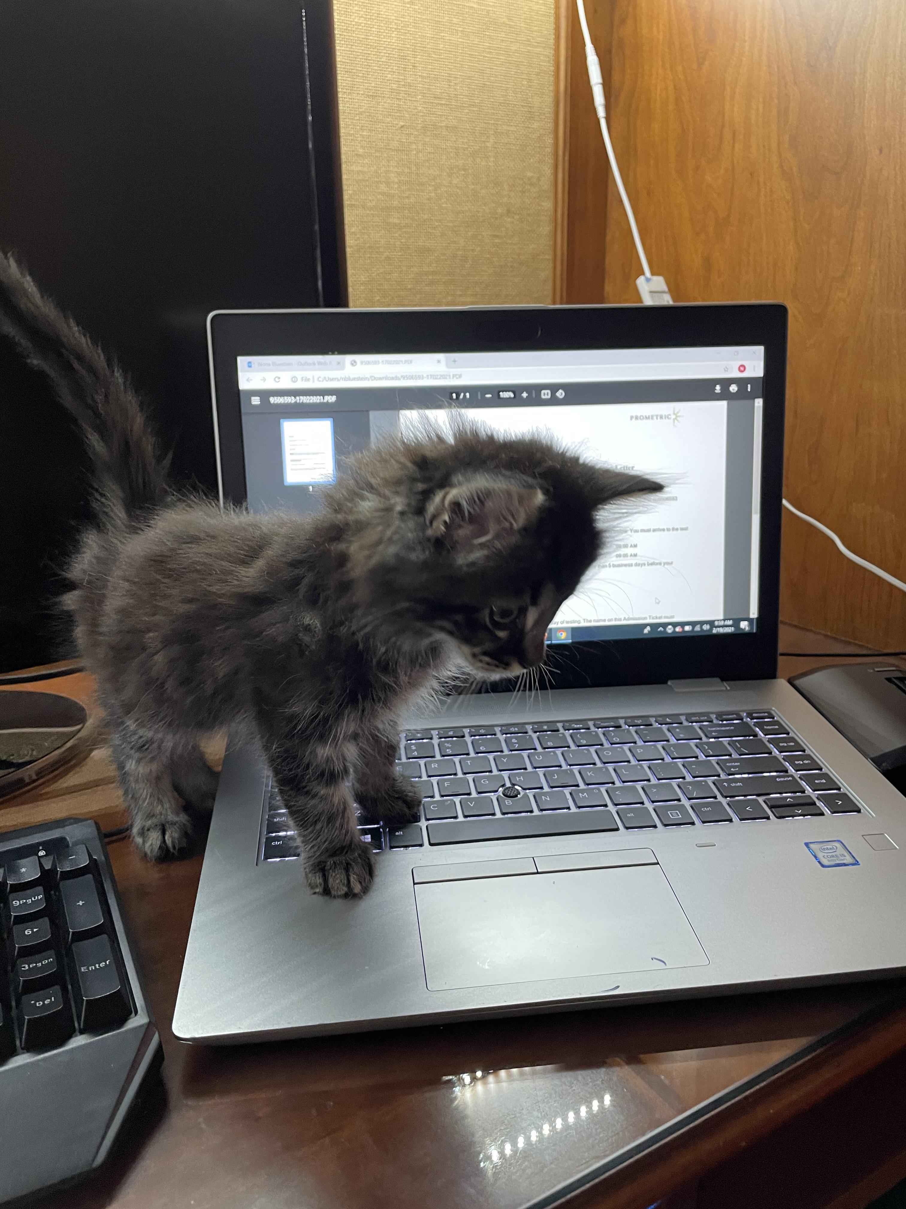 Take a kitten to work day.. r/kittens