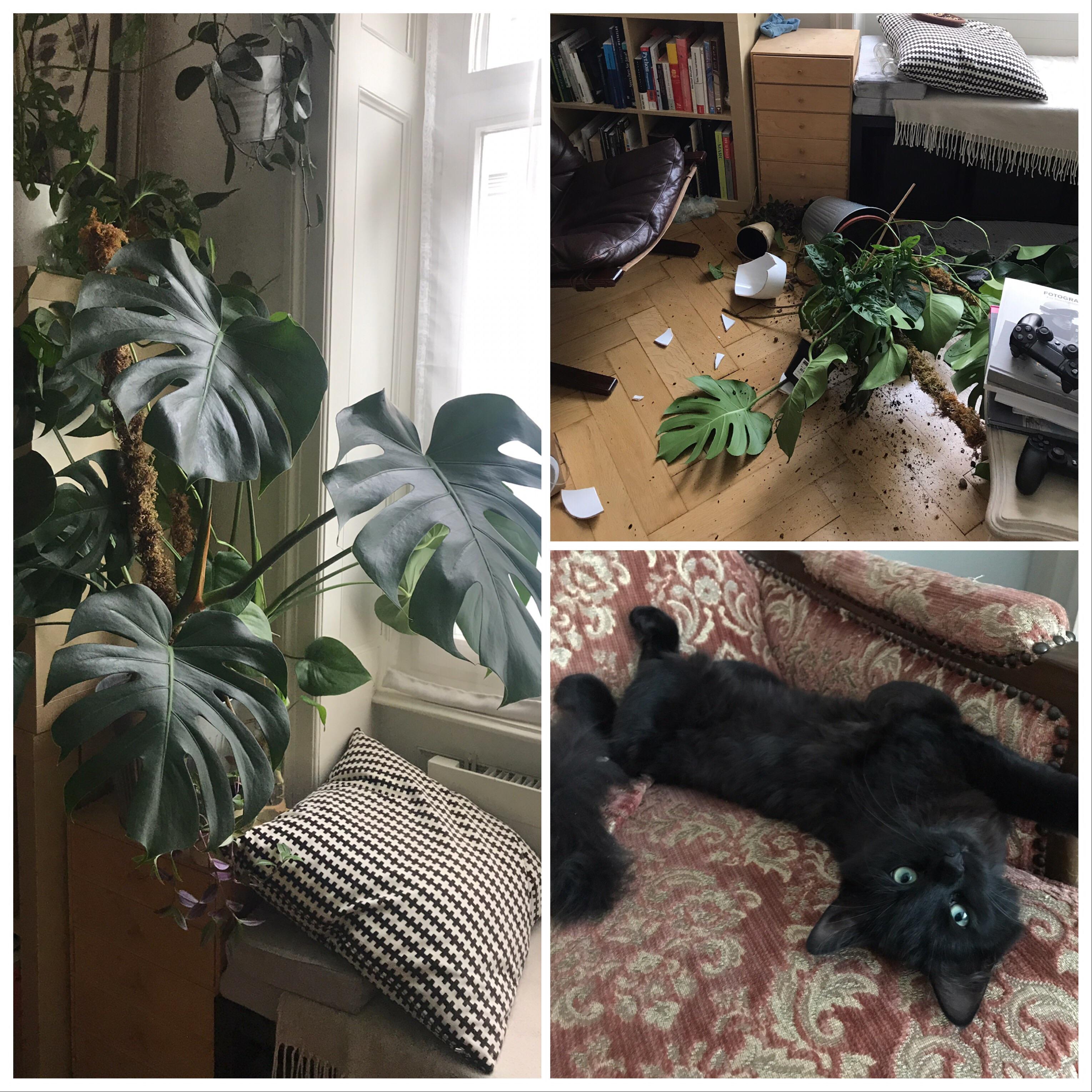 Me being proud of my newly arranged monstera corner, my cat