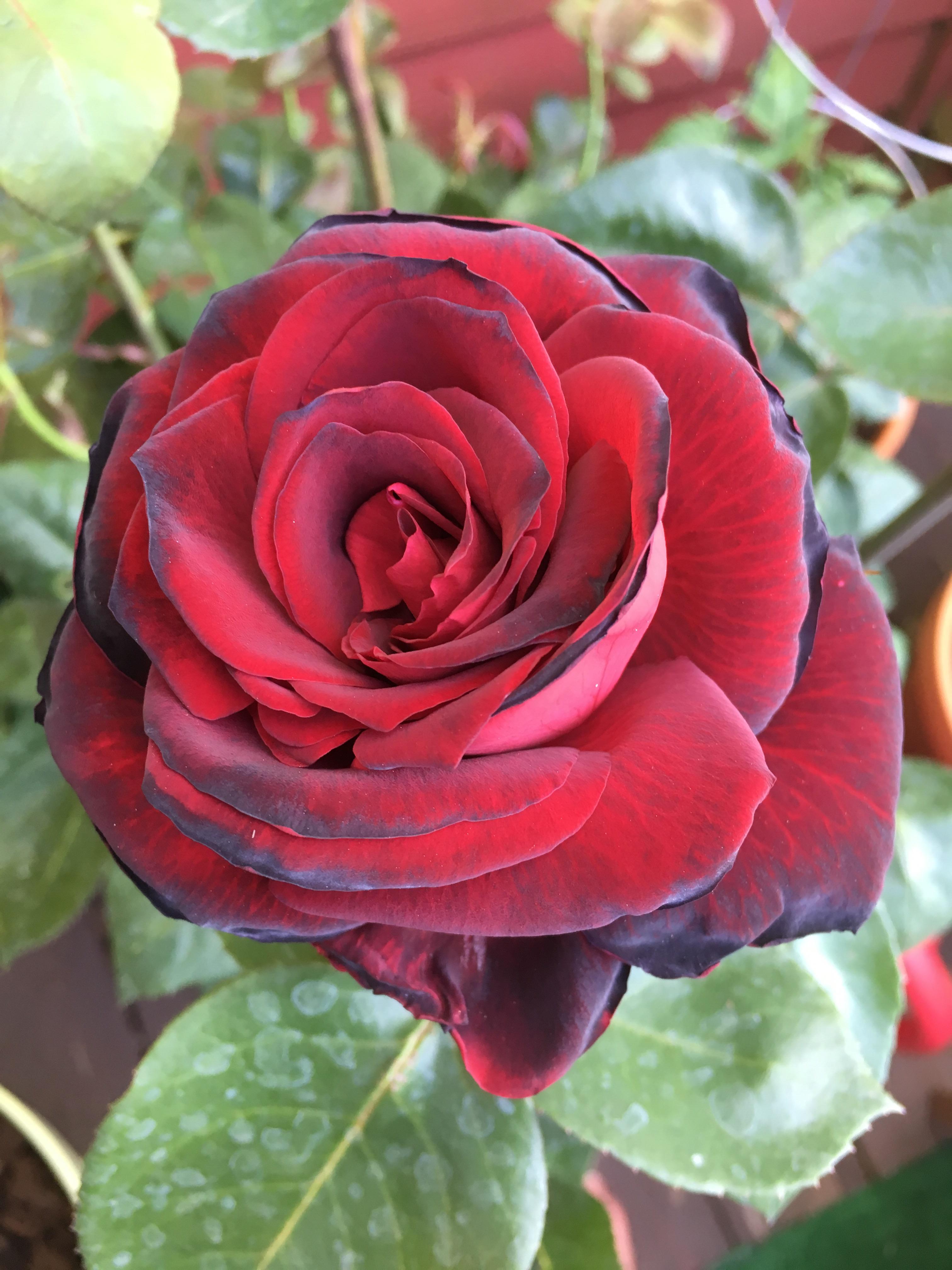 Our First Ink Spot Rose! r/gardening