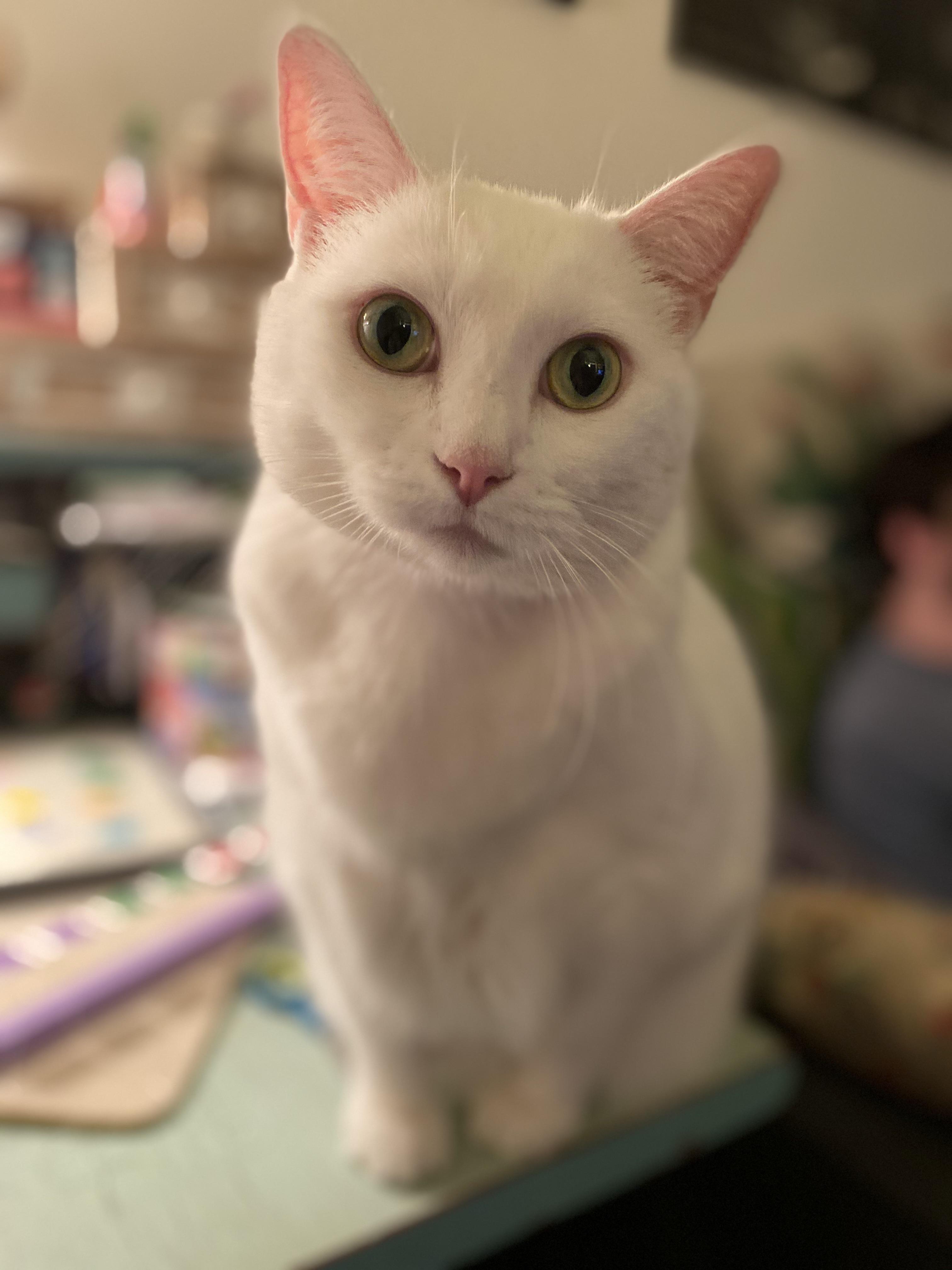 Lily has always wanted to be famous. I told her to pose like you mean it and we would let Reddit