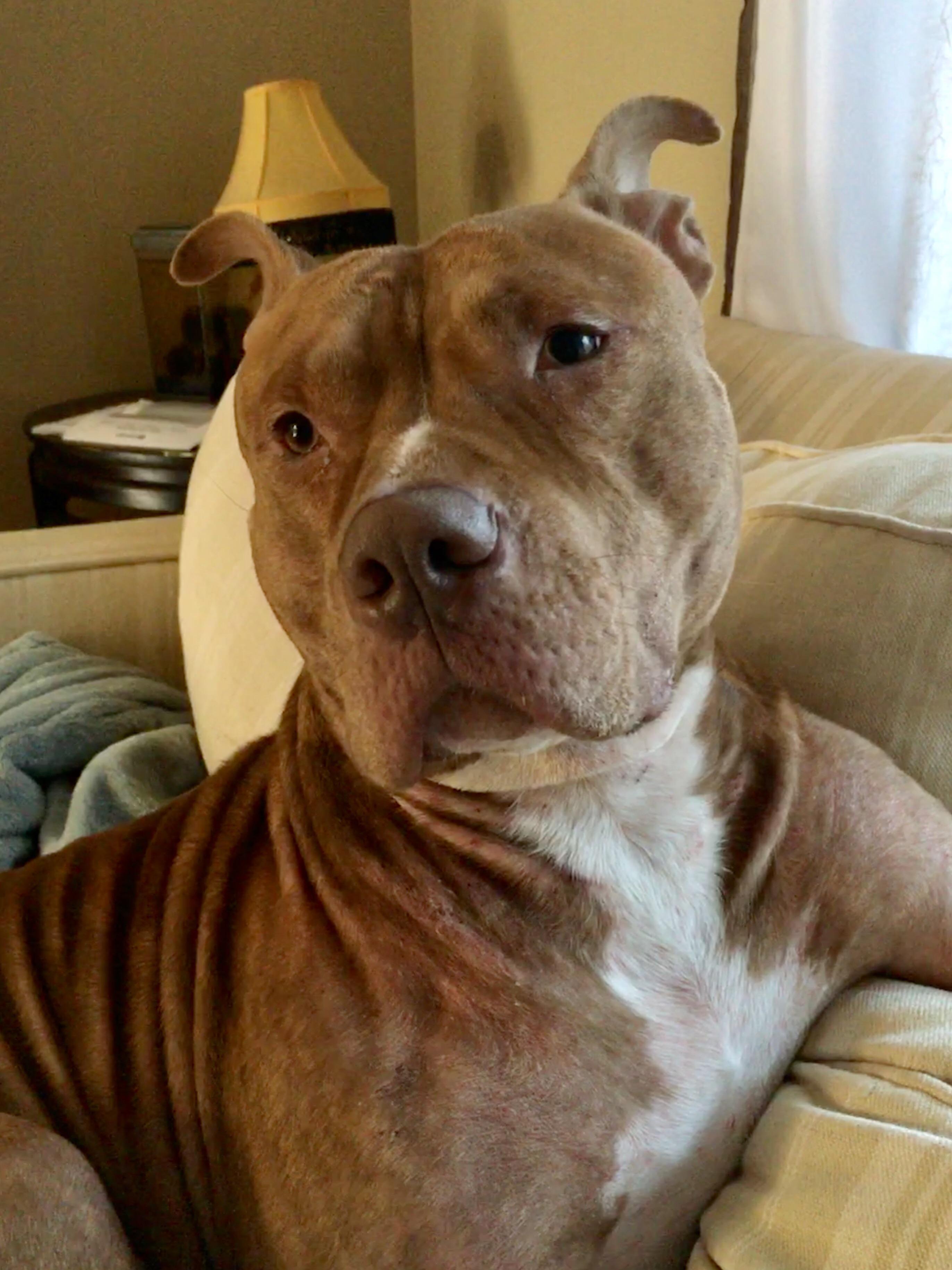 Just a handsome big head r/pitbulls
